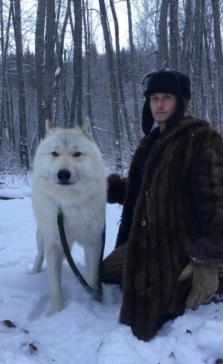 Photo of Wolfdog Puppies (38%) Upcoming Litter (Arctic Type) For Sale