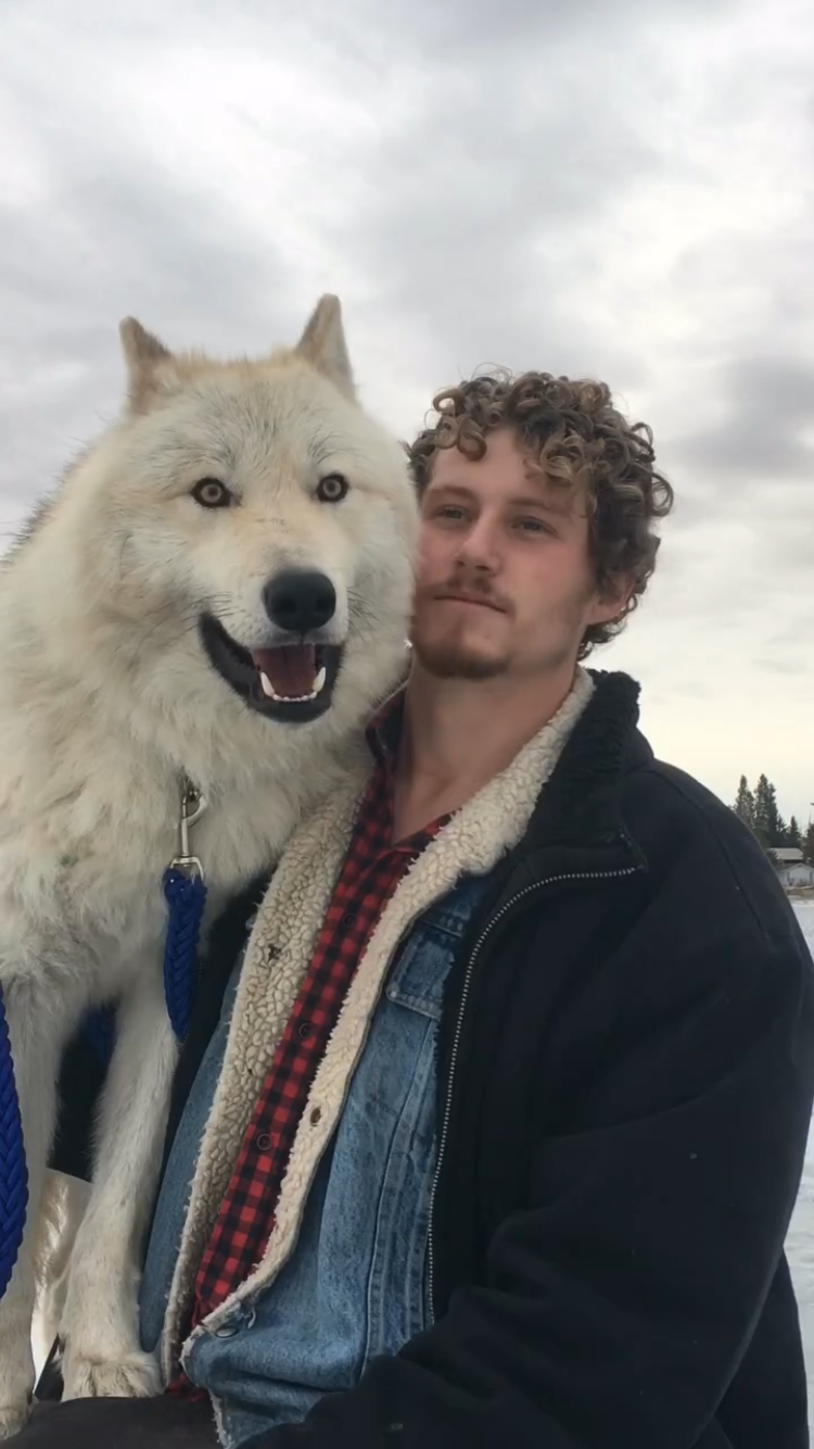 Photo of Wolfdog Puppies (38%) Upcoming Litter (Arctic Type) For Sale