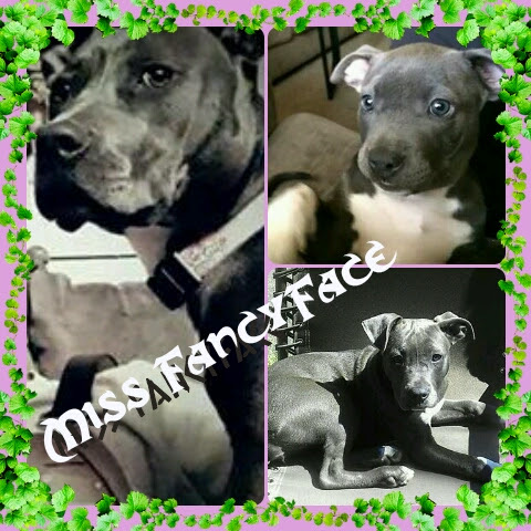 SOLD !! Cutest Lil Pork Chop - 6 - 1759615526977_20141212_101430_Original_Original