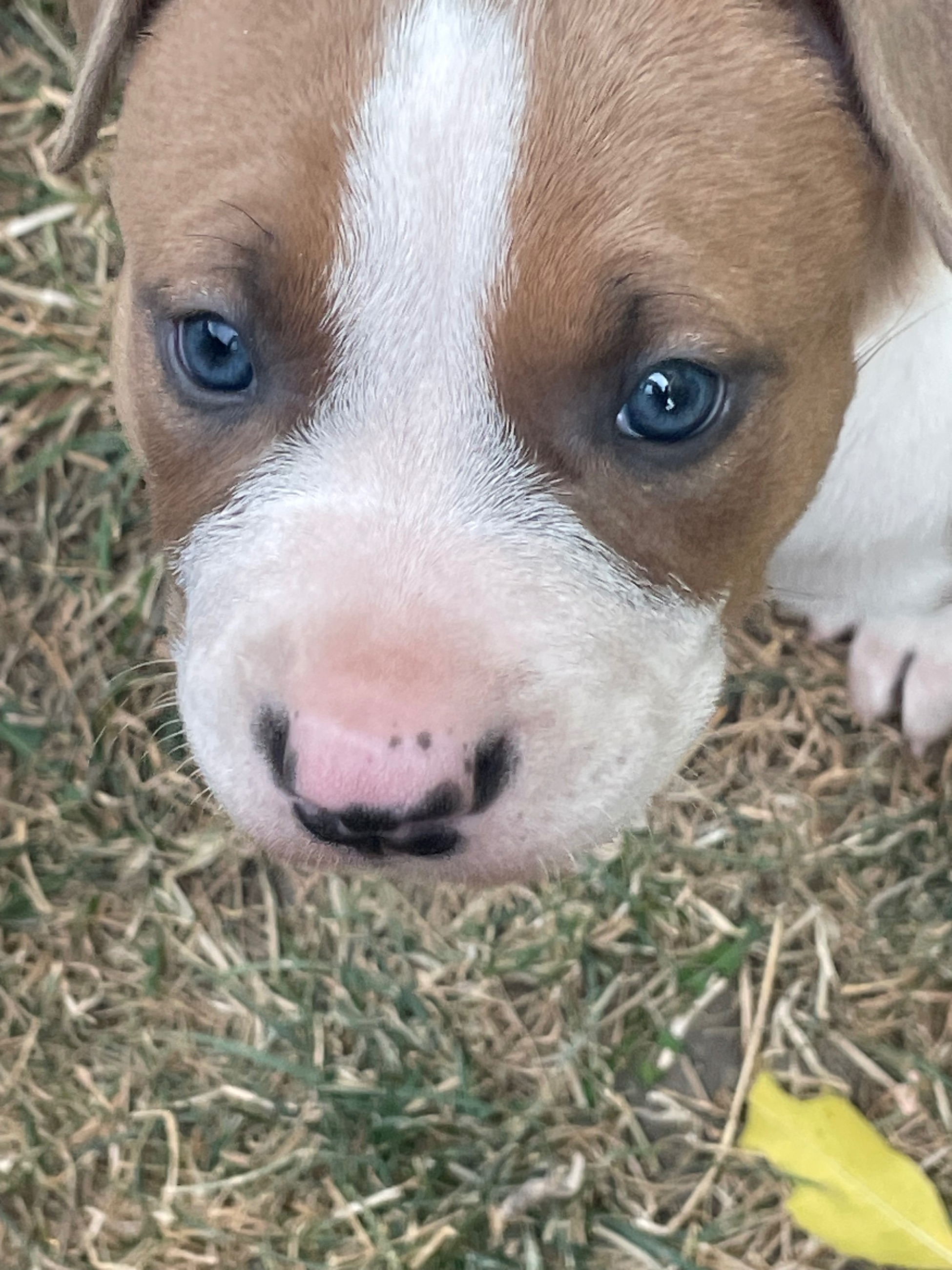 SOLD !! Cutest Lil Pork Chop - 5 - 1759615528844_IMG_0239