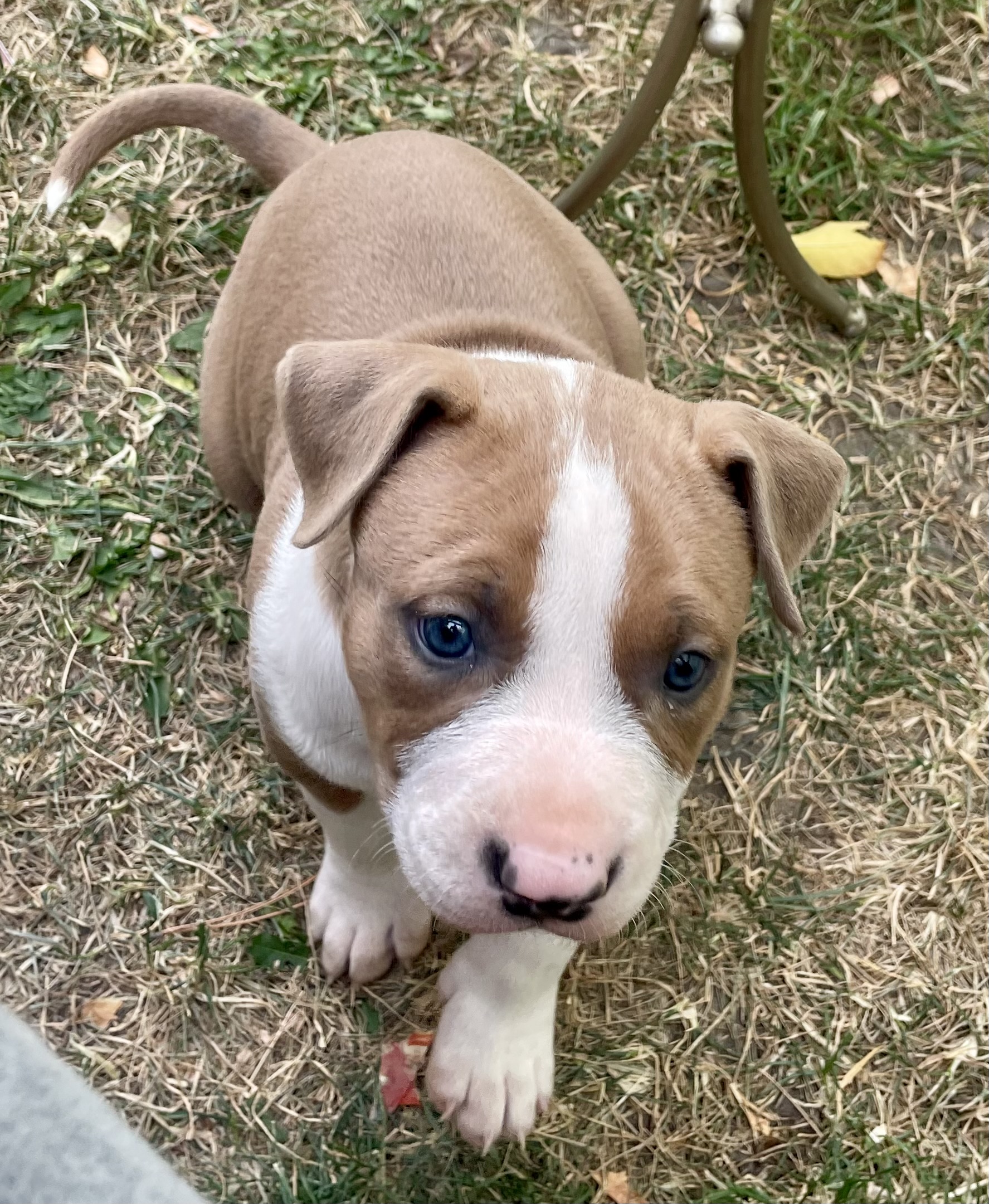 SOLD !! Cutest Lil Pork Chop - 4 - 1759615528923_IMG_0248