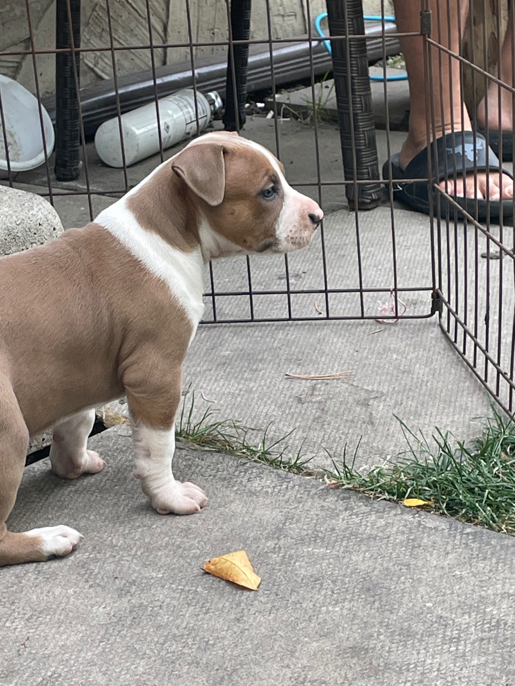 SOLD !! Cutest Lil Pork Chop - 7 - 1759615529248_IMG_0236