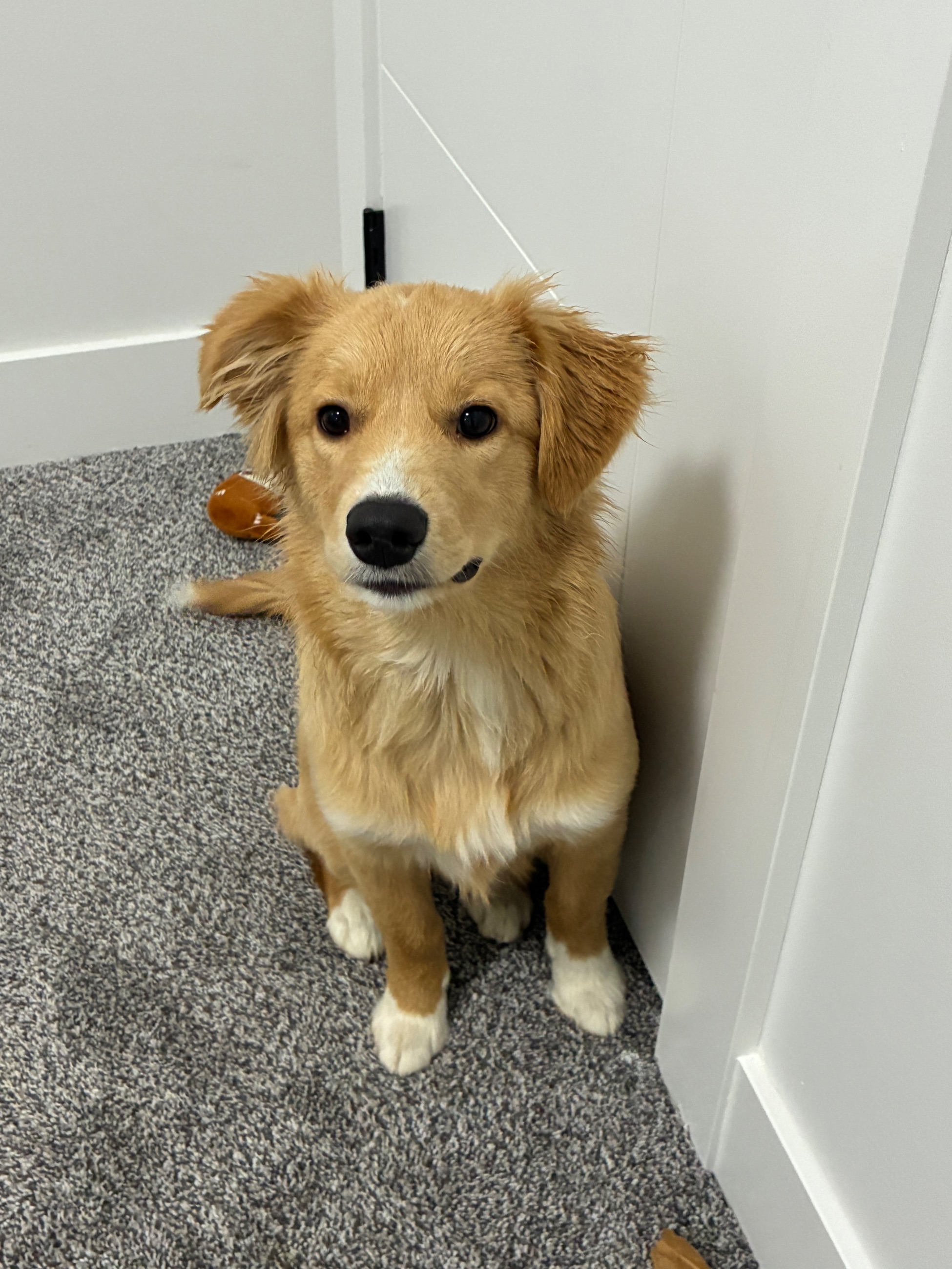 Photo of Golden Retriever Australian Shepherd Mix Puppy