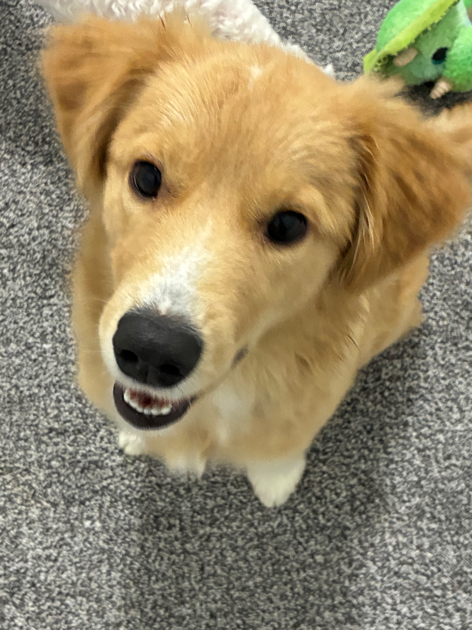 Photo of Golden Retriever Australian Shepherd Mix Puppy