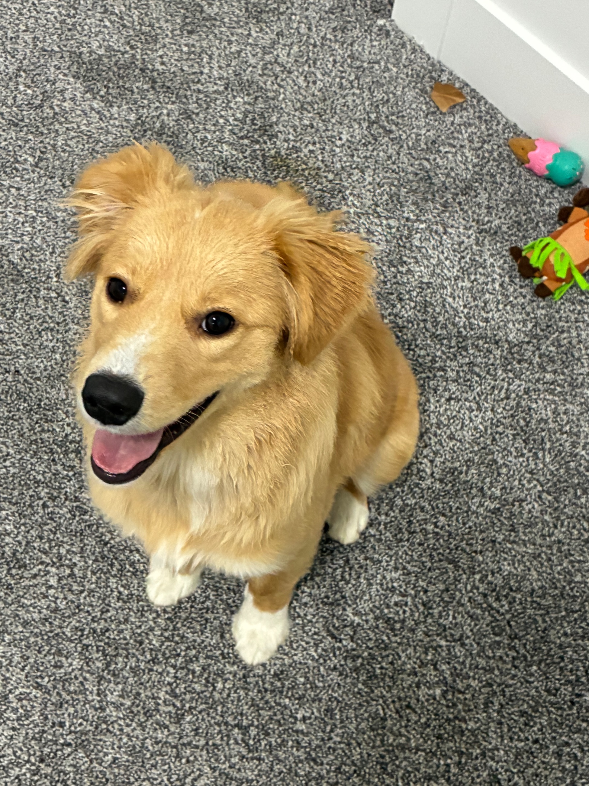 Photo of Golden Retriever Australian Shepherd Mix Puppy
