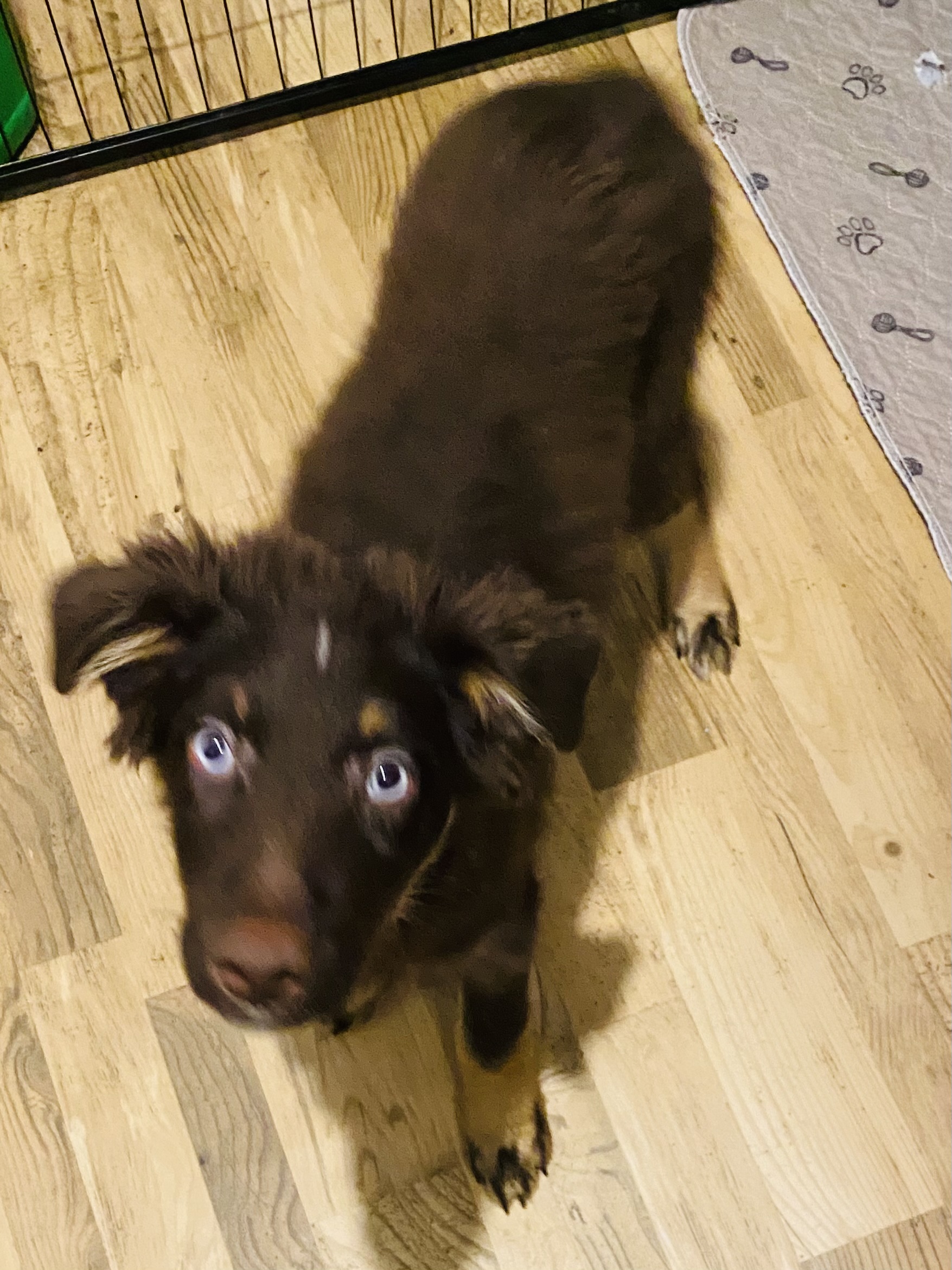 Photo of Australian Shepherd Pups