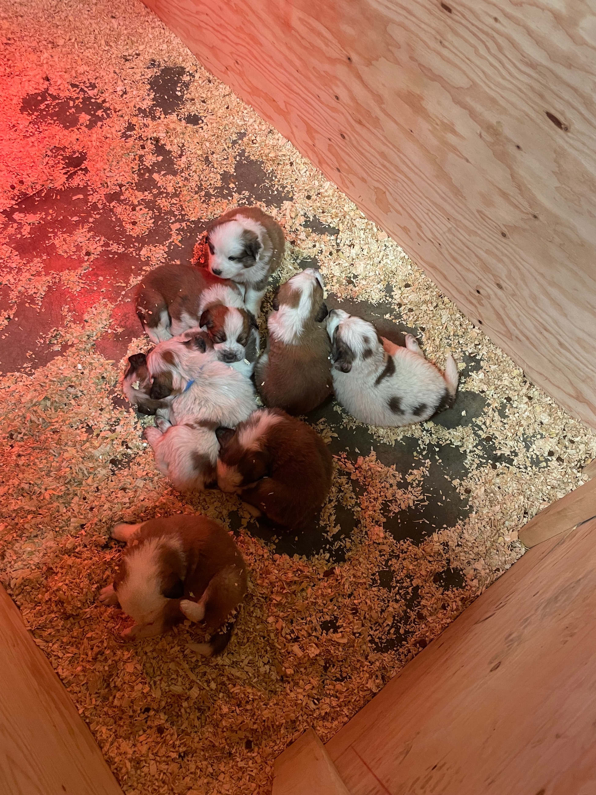 Photo of Pyrenees/st Bernard/bernese puppies
