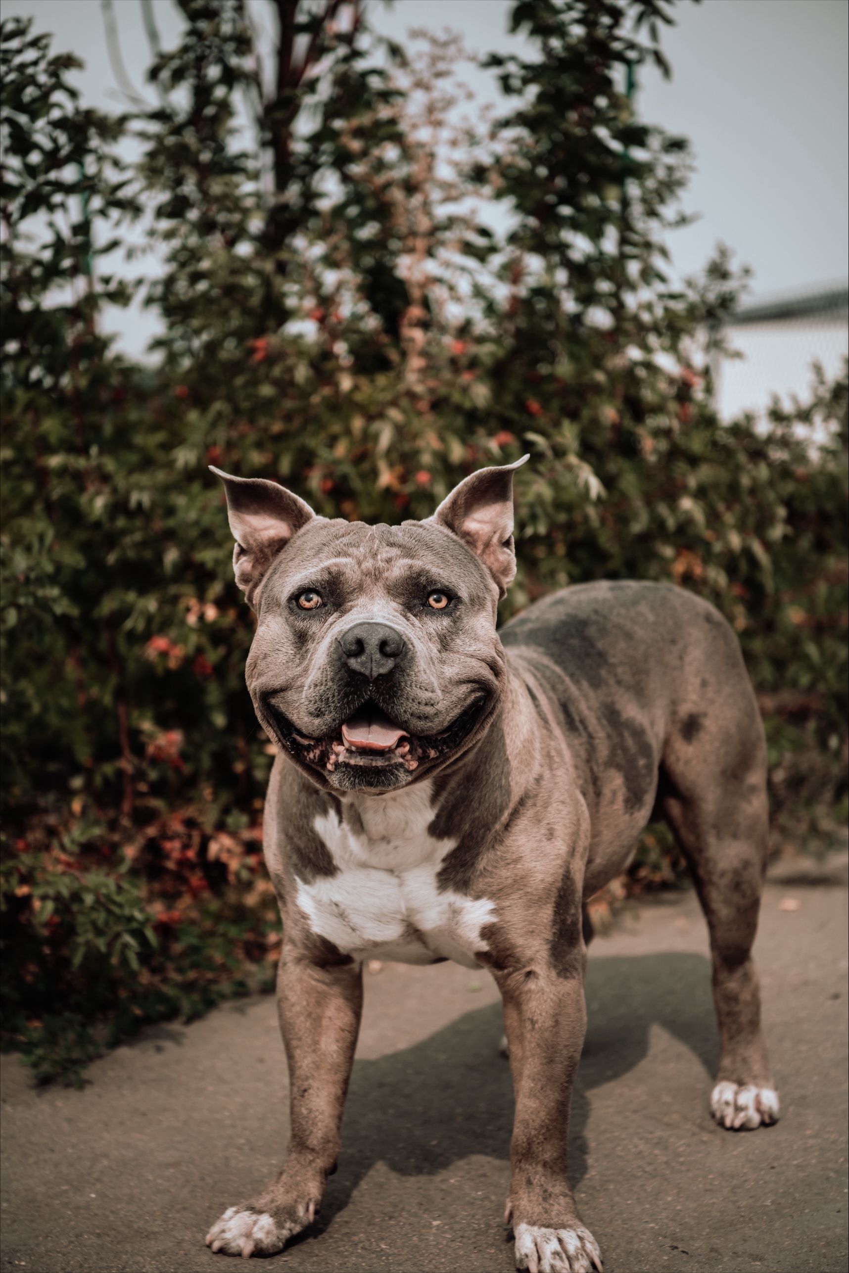 American bully  puppies! - 2 - 1759717762634_processed-9EFD56C2-8FE3-4CCC-9691-AEB5AA7DF3C2
