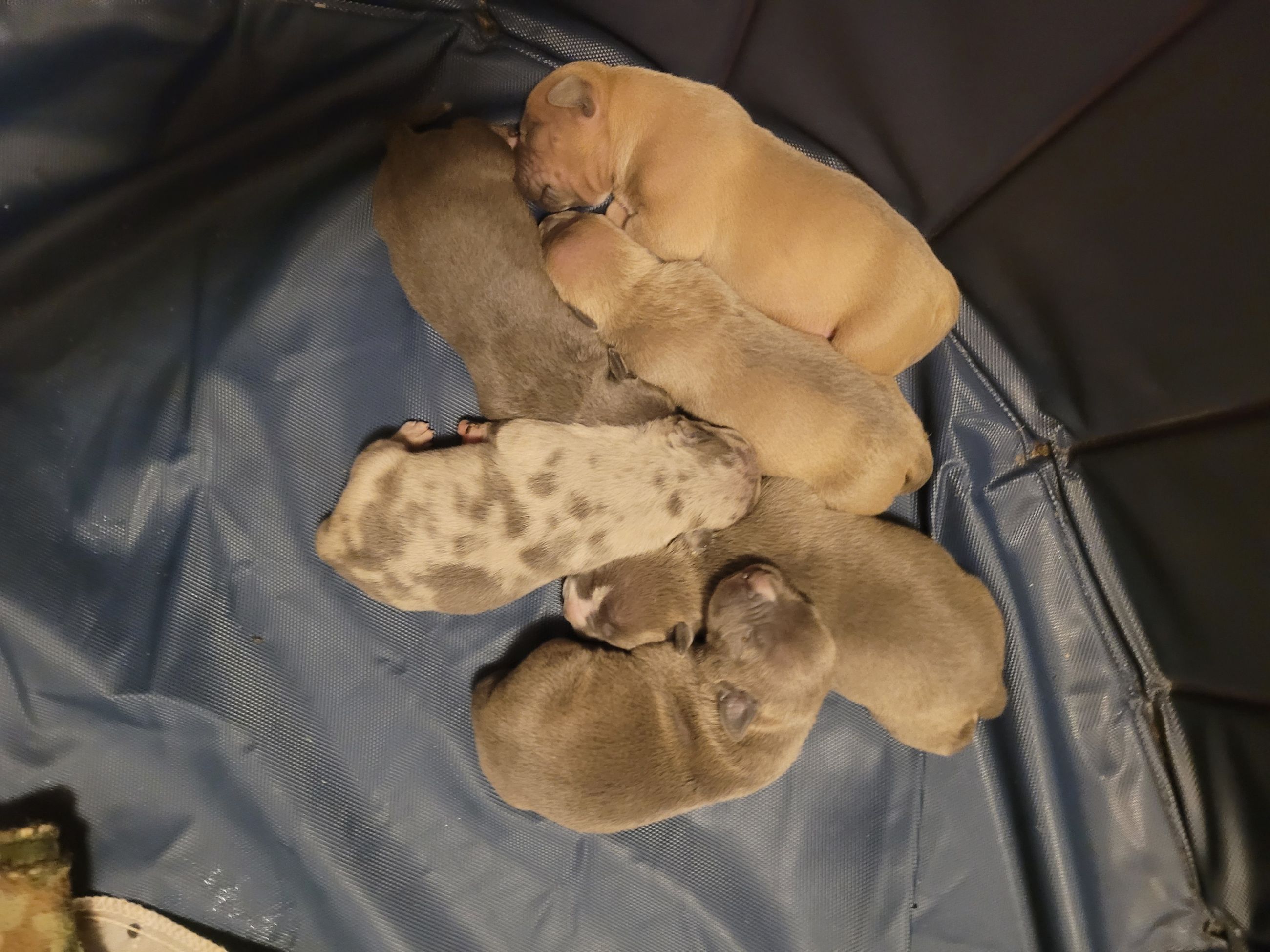 American bully  puppies! - 3 - 1759717763700_20251005_005032