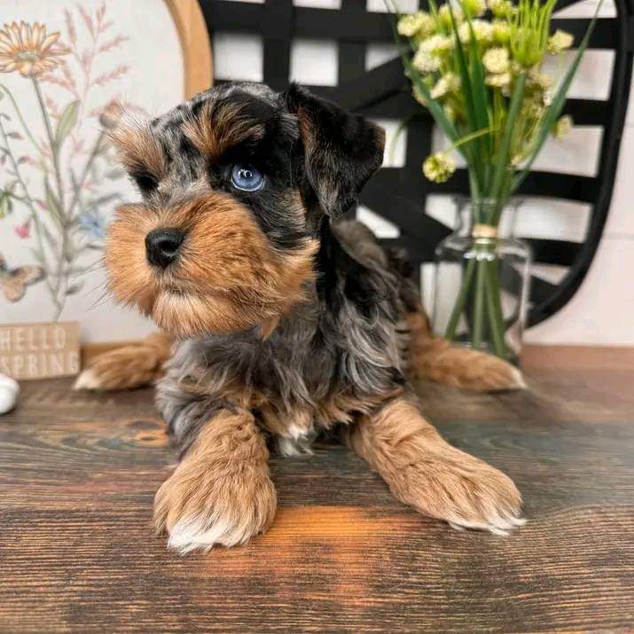 Photo of Home raised yorkie  puppies ready to go 