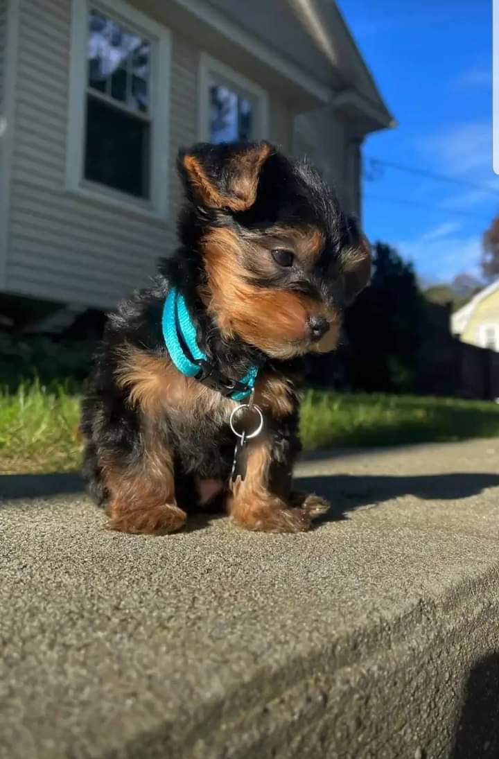 Photo of Male Yorkie
