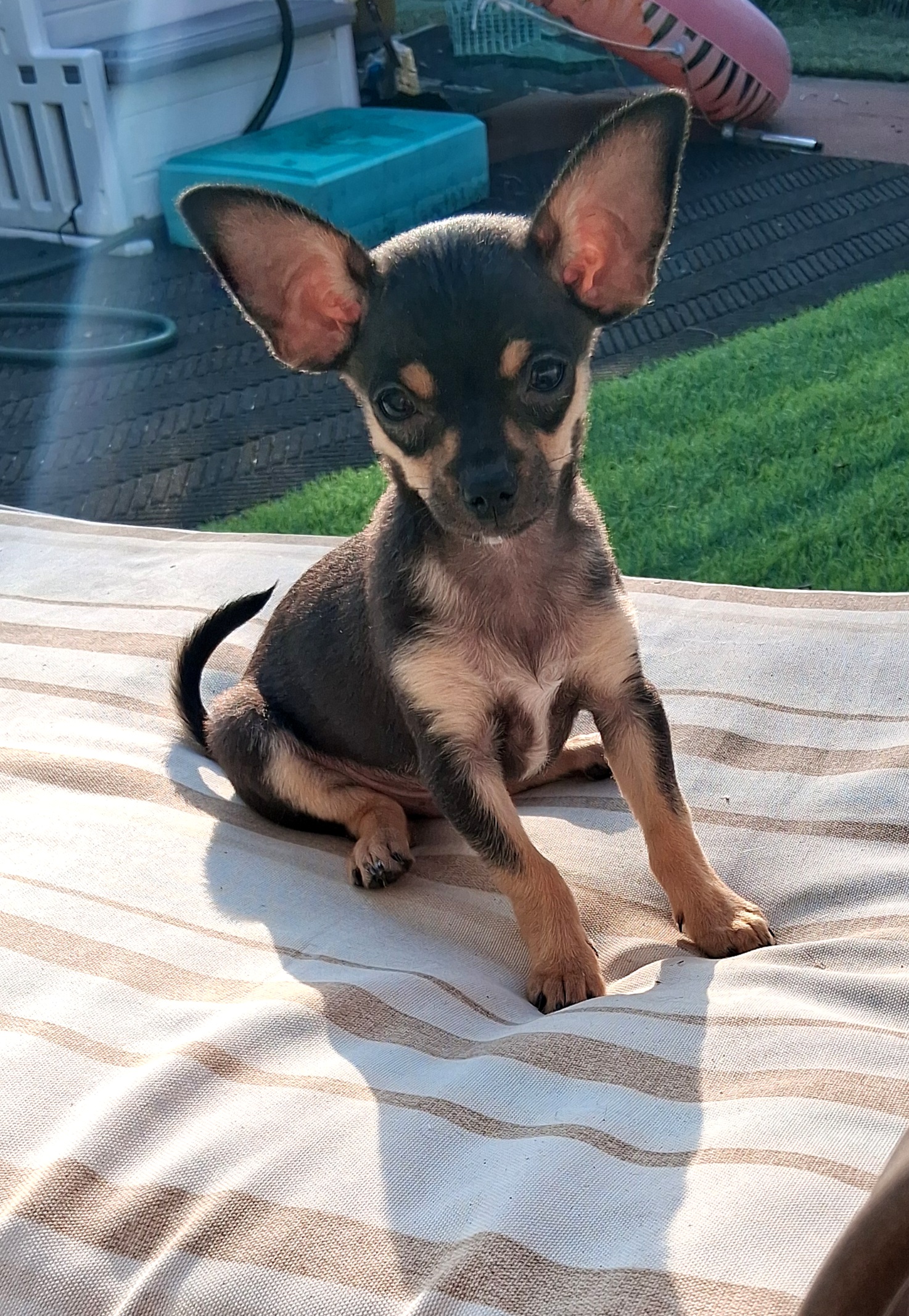 Photo of Sweet male Chihuahua puppies