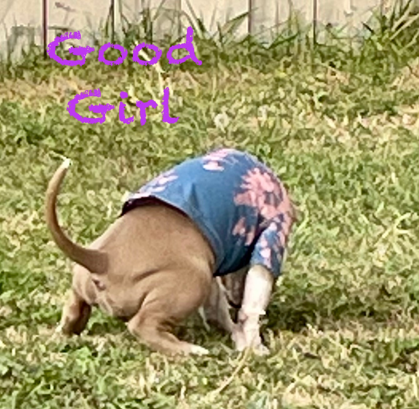 SOLD !! Cutest Lil Pork Chop - 8 - 1759784554244_IMG_0272