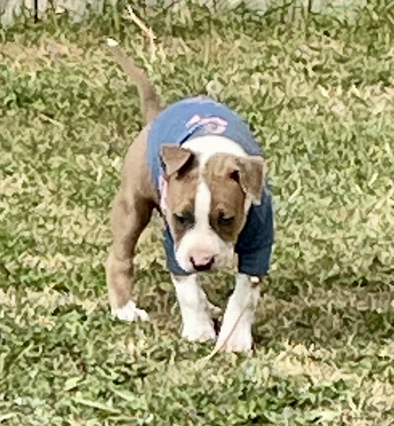 SOLD !! Cutest Lil Pork Chop - 10 - 1759784554244_IMG_0273