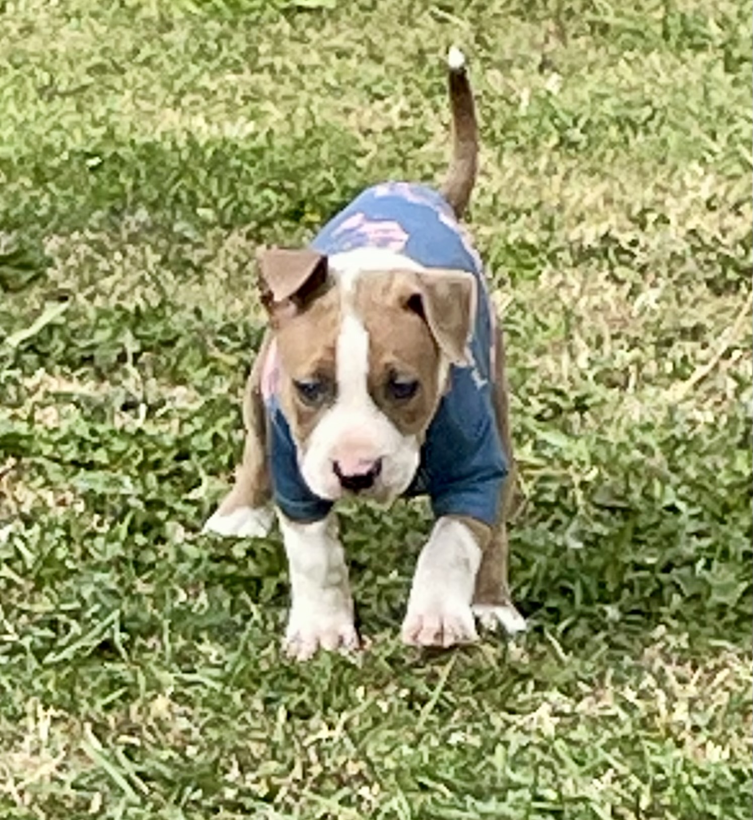 SOLD !! Cutest Lil Pork Chop - 9 - 1759784555012_IMG_0274