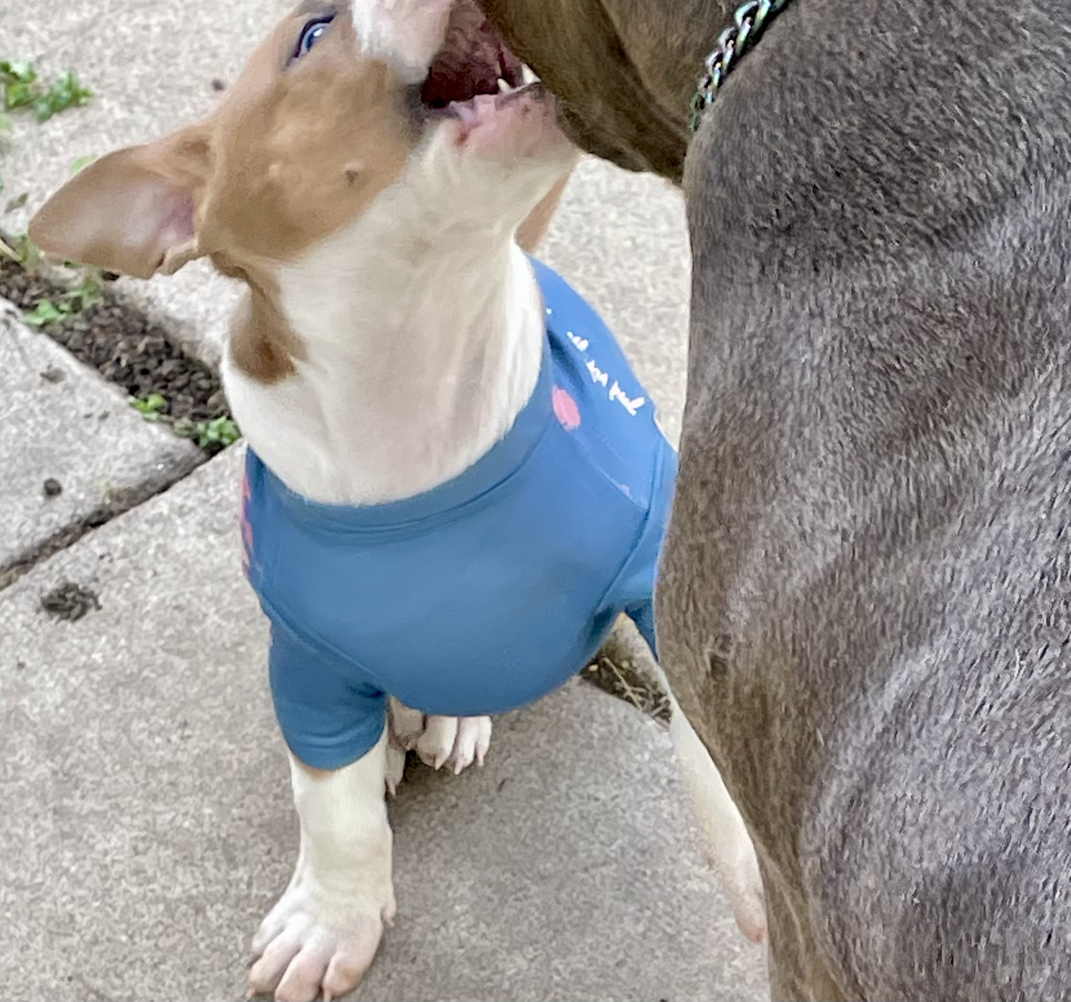 SOLD !! Cutest Lil Pork Chop - 11 - 1759784555049_IMG_0270