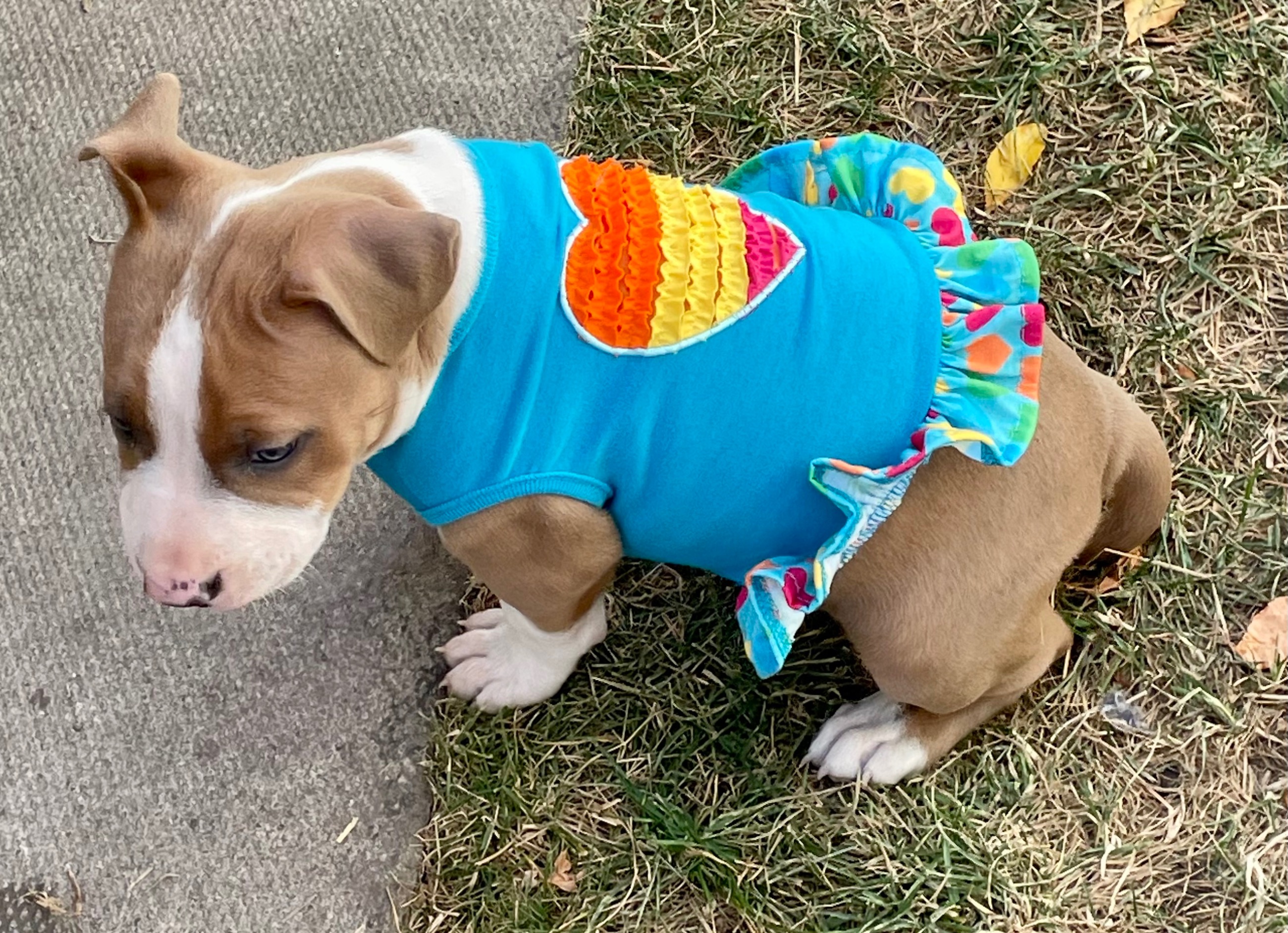 SOLD !! Cutest Lil Pork Chop - 15 - 1759784555095_IMG_0263