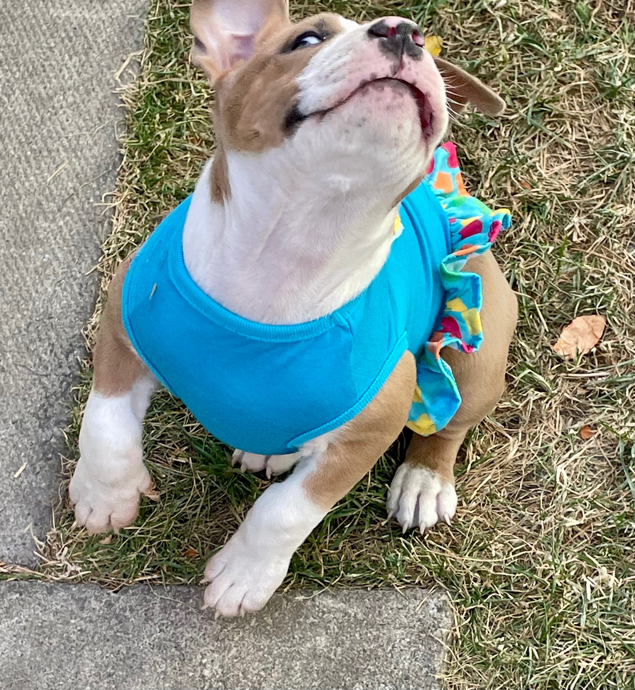 SOLD !! Cutest Lil Pork Chop - 14 - 1759784555143_IMG_0262