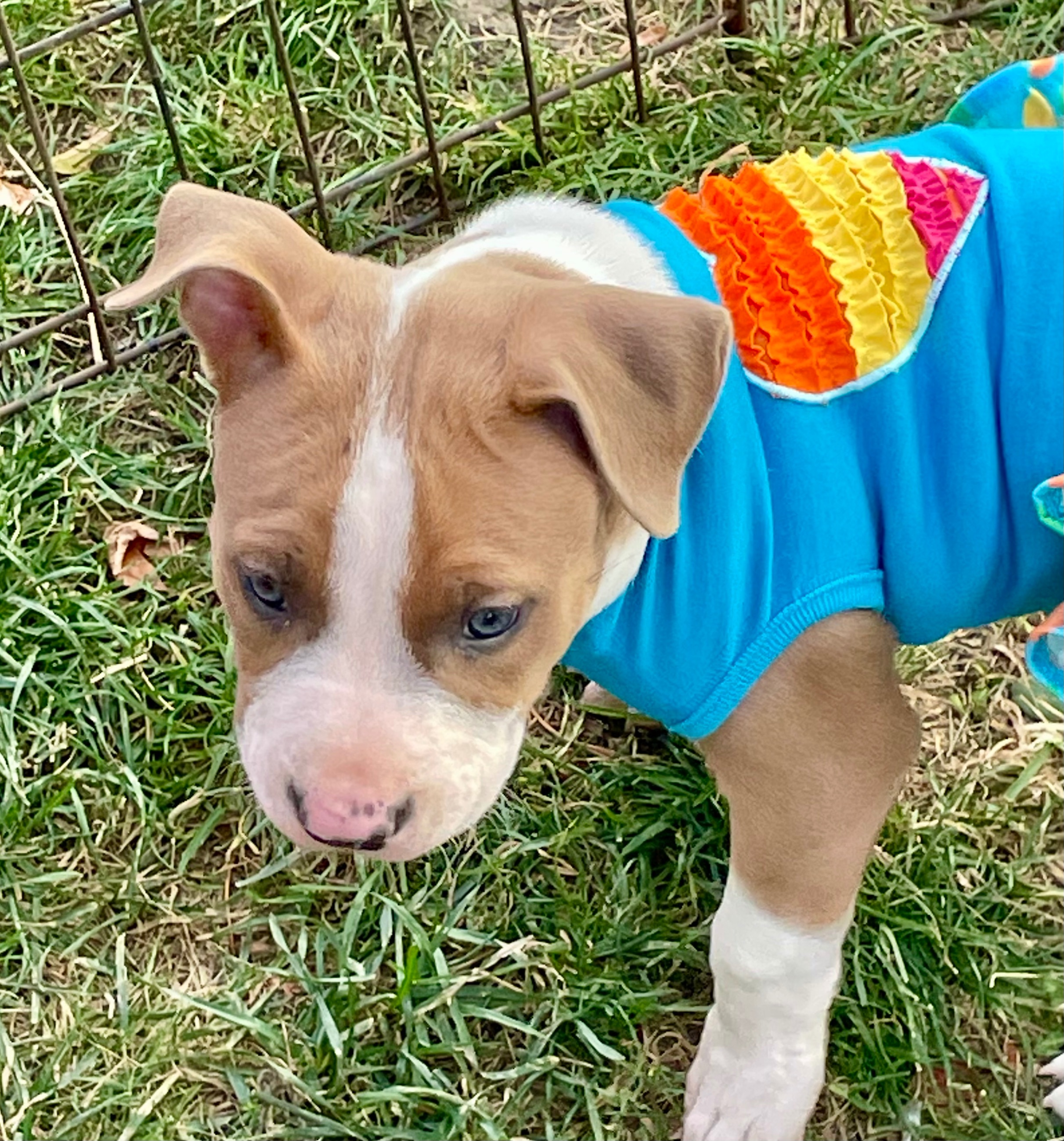 SOLD !! Cutest Lil Pork Chop - 13 - 1759784555197_IMG_0265