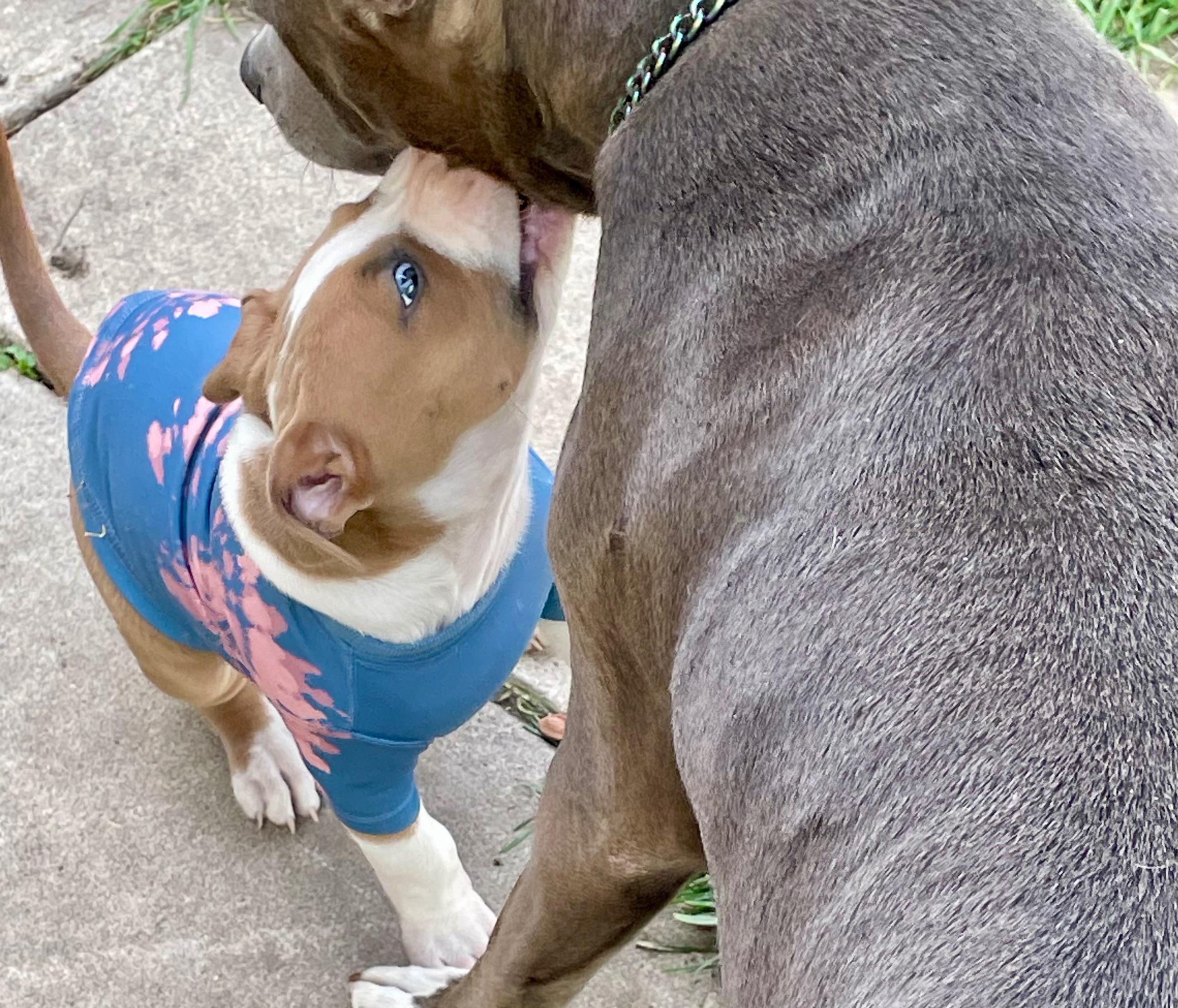 SOLD !! Cutest Lil Pork Chop - 12 - 1759784555247_IMG_0269