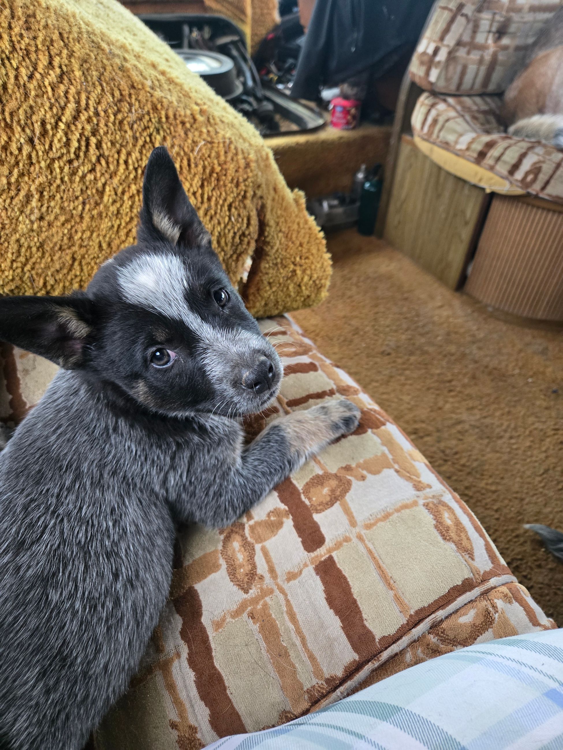 Blueheeler puppies - 1 - 1759990164144_1000007488