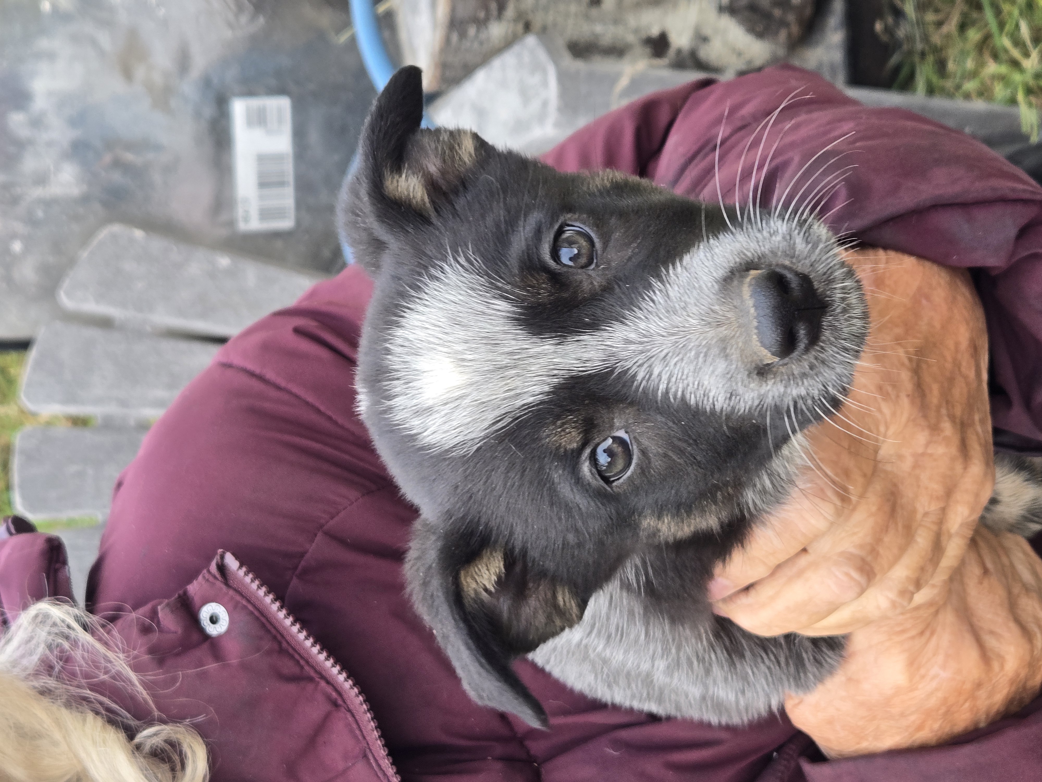 Blueheeler puppies - 2 - 1759990181554_1000007327