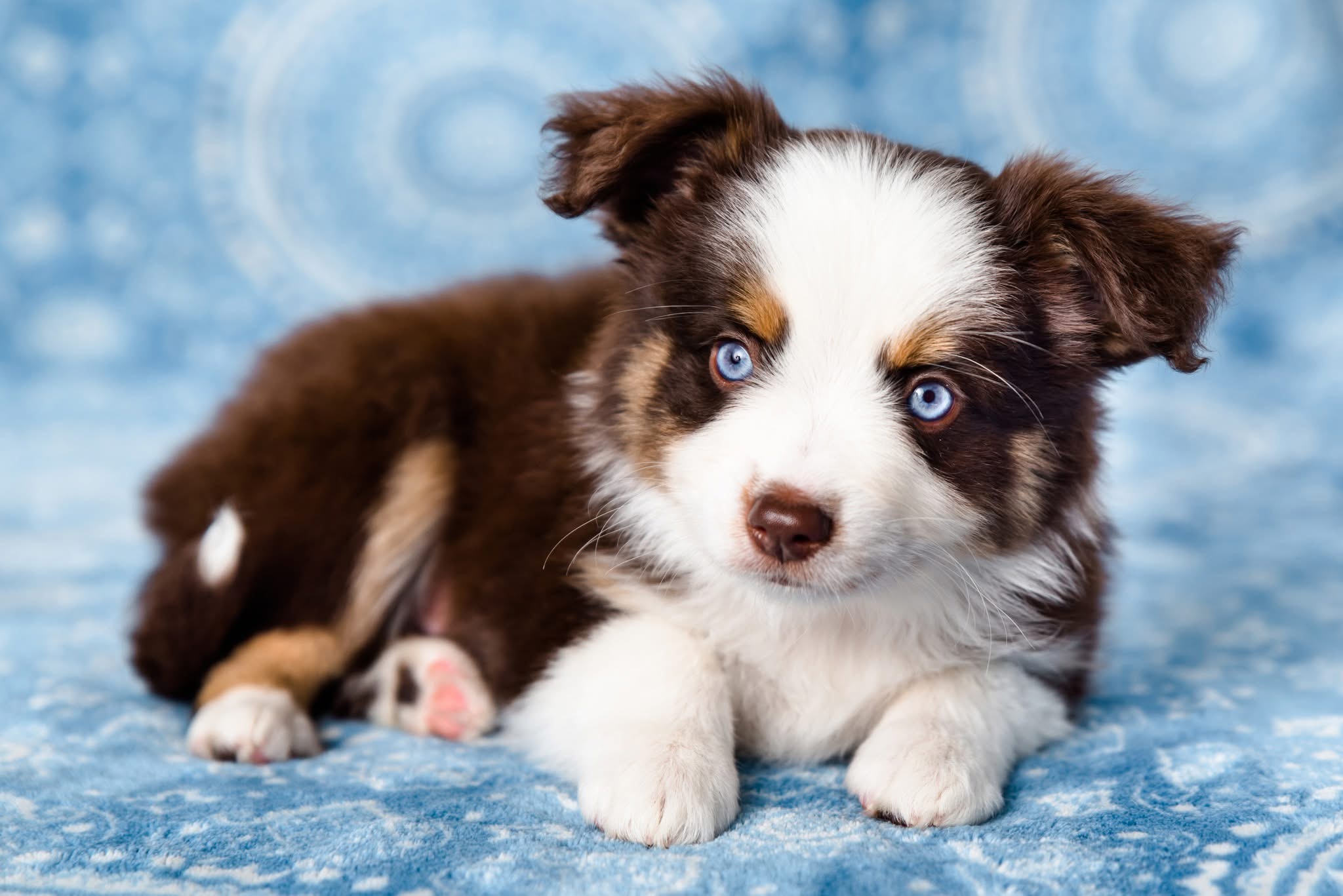 Photo of Two Mini/Toy Aussie pup (MAS)