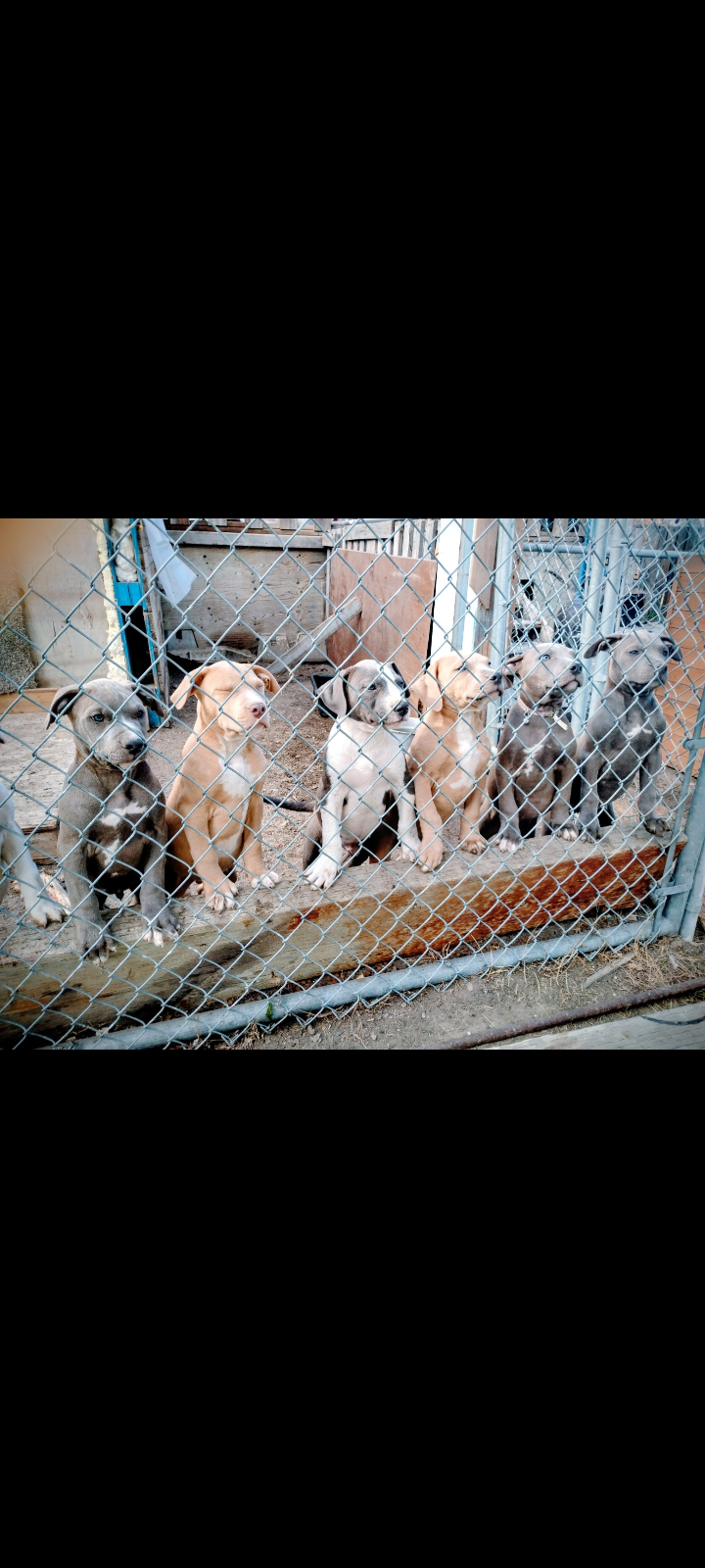 Photo of Puppies for sale