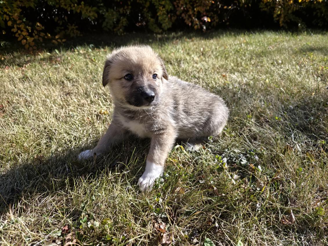 Photo of Shepherd Pyrenees Mix Pups for Sale - Red Deer