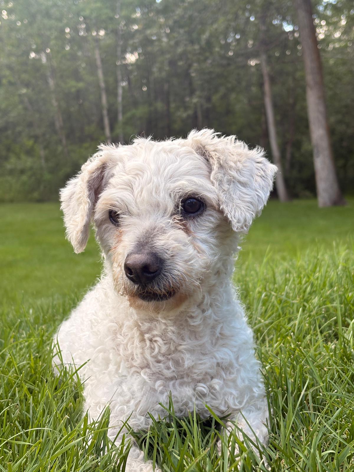 Photo of Miniature poodle