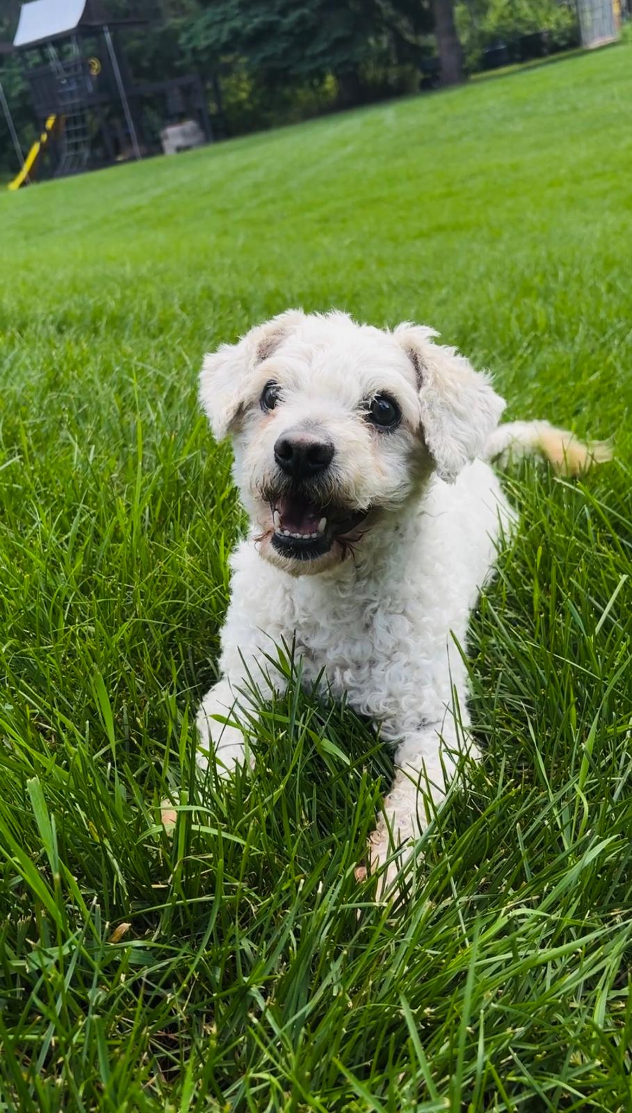 Photo of Miniature poodle