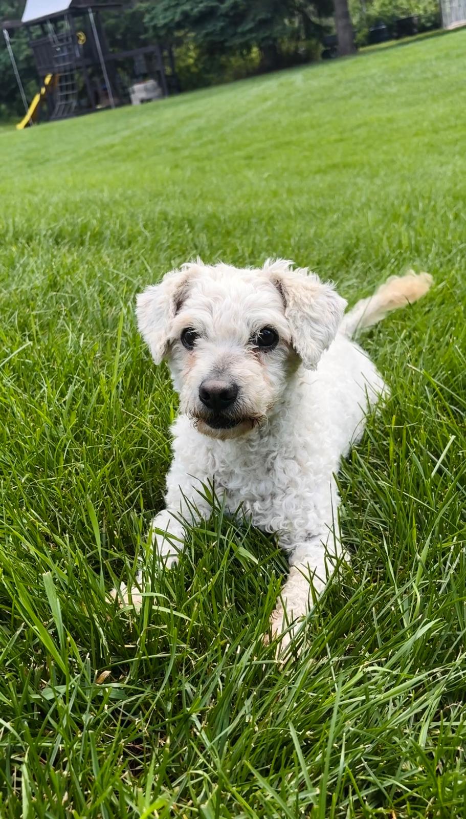 Photo of Miniature poodle