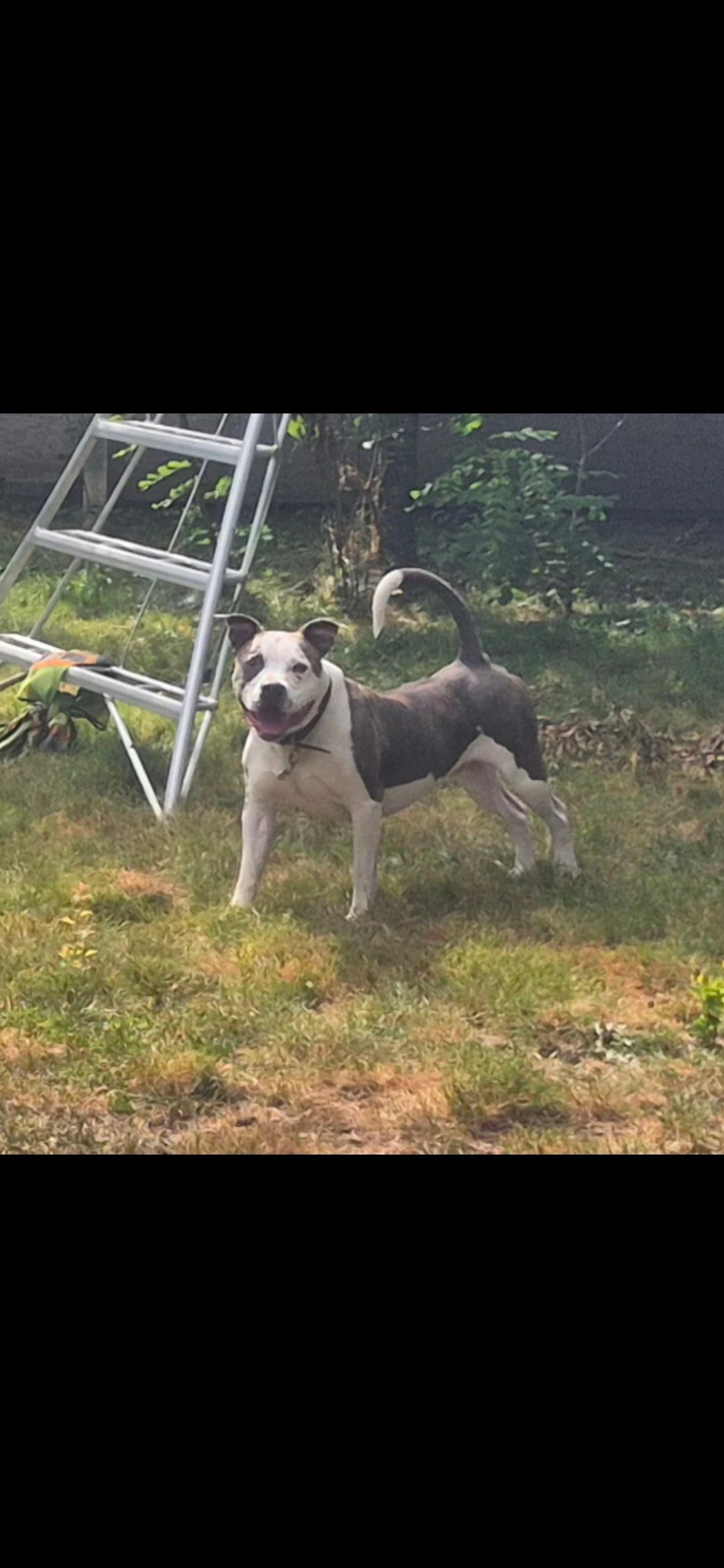  pitbull puppies (hybrid) - 4 - 1760240427798_Screenshot_20251010_072929_Gallery