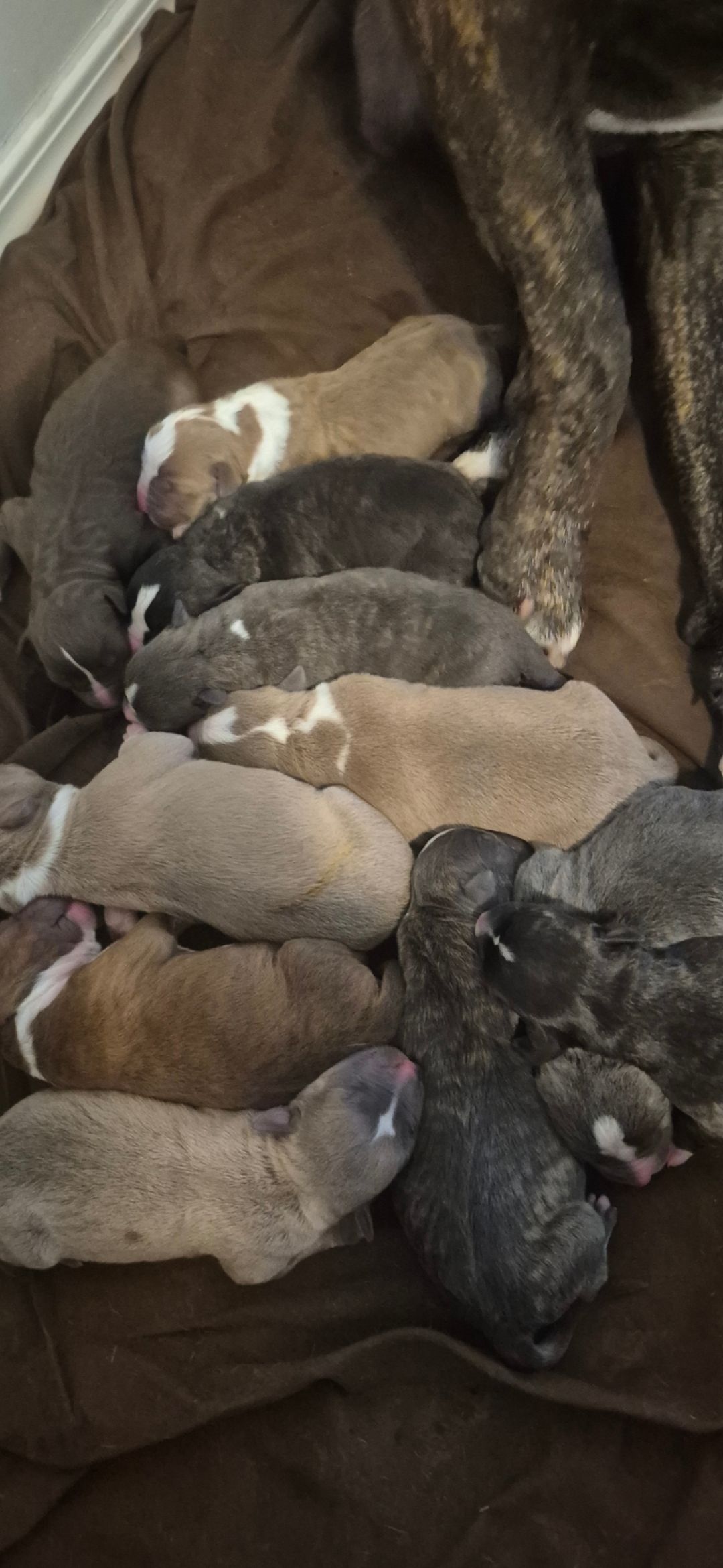  pitbull puppies (hybrid) - 3 - 1760240427852_Screenshot_20251011_201843_Gallery