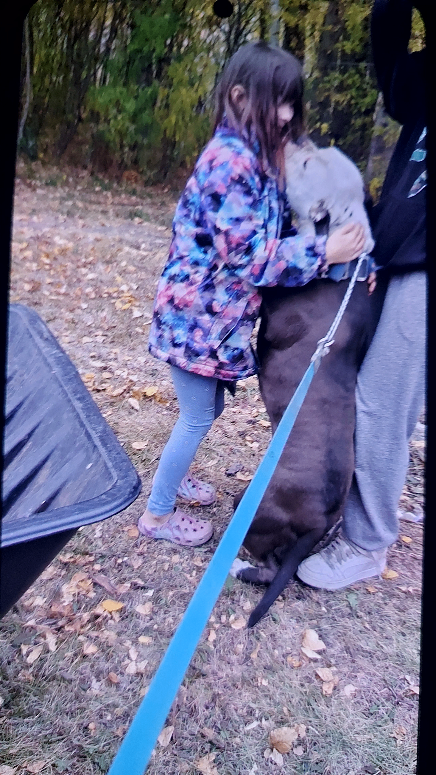 American Bullies - 13 - 1760365416186_20251013_081301