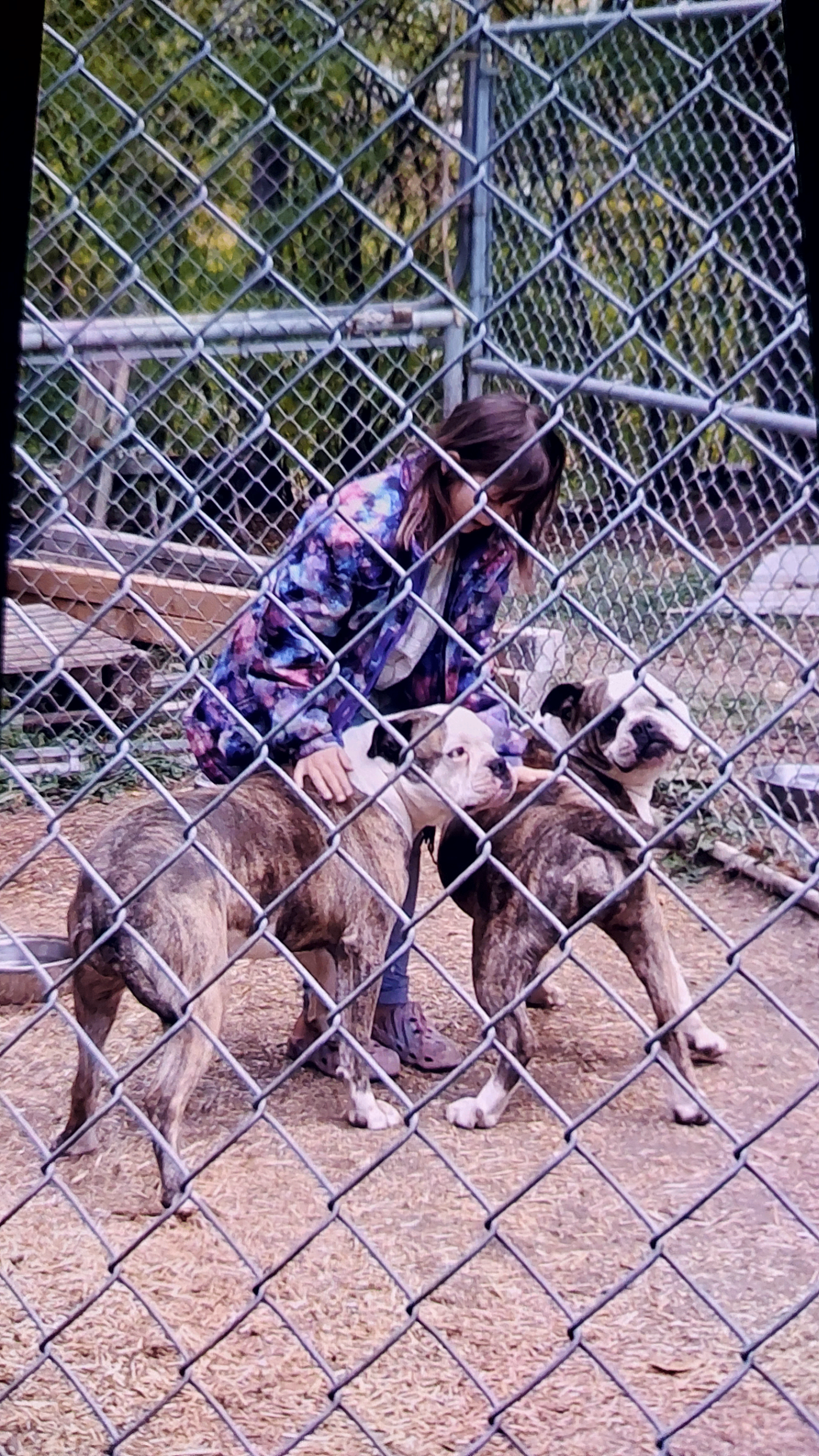 American Bullies - 15 - 1760365609967_20251013_081357