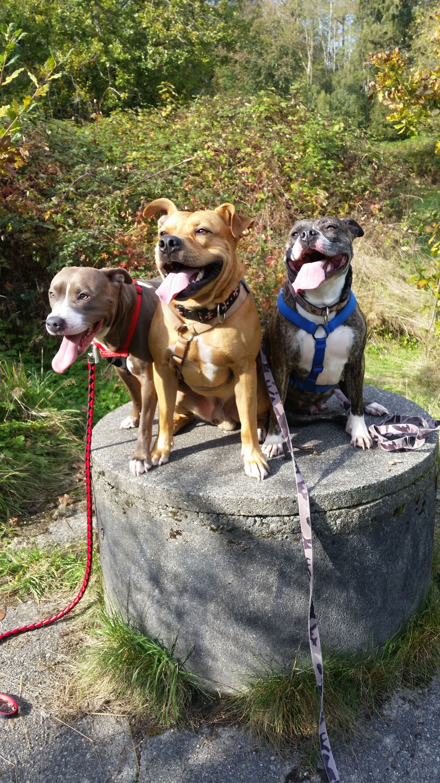  pitbull puppies (hybrid) - 5 - 1760374521549_20161009_145302