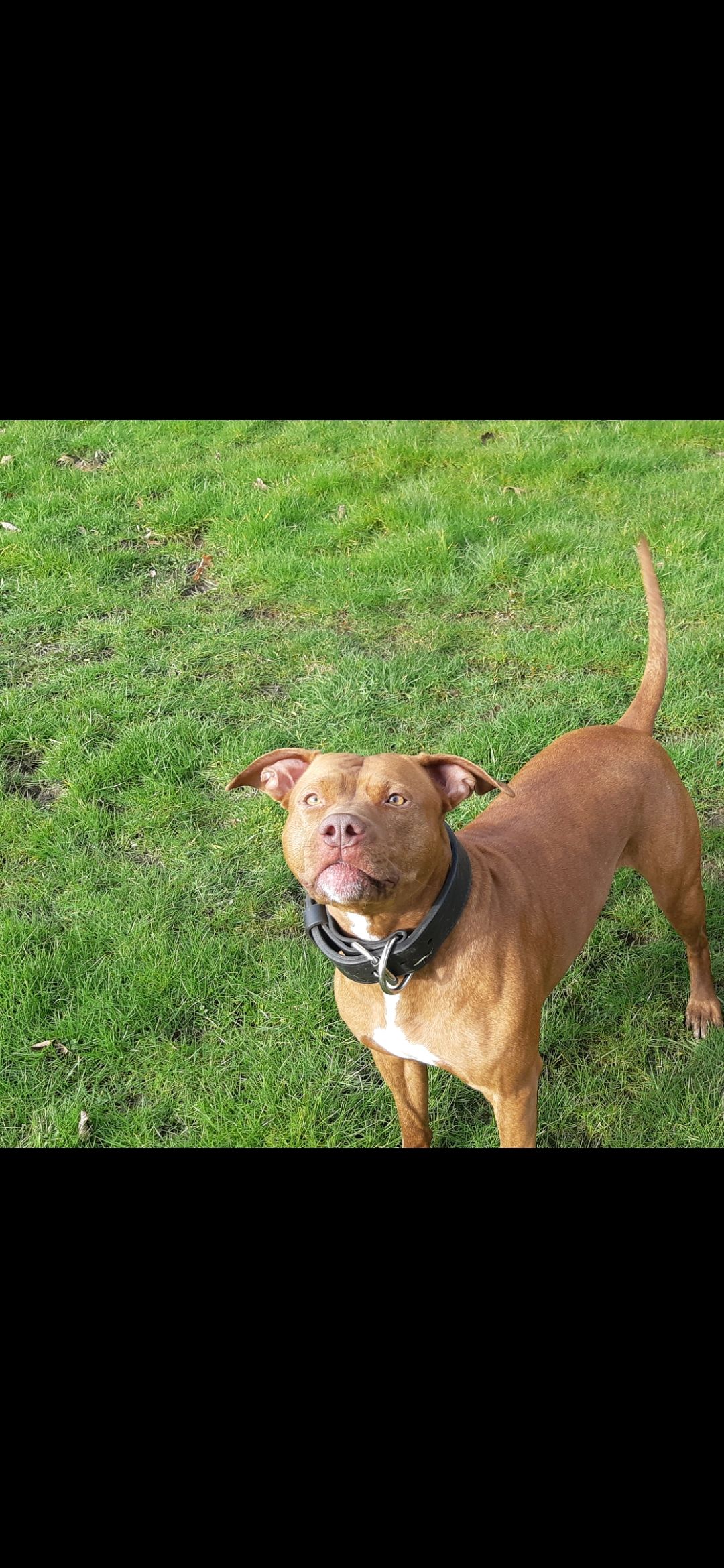  pitbull puppies (hybrid) - 6 - 1760374593882_1000010448