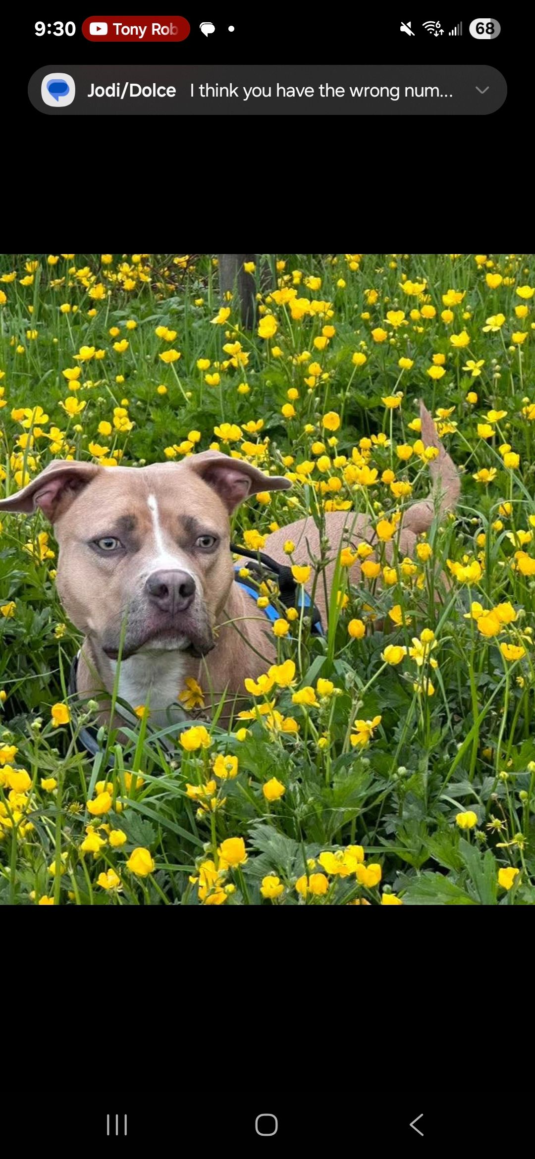  pitbull puppies (hybrid) - 9 - 1760374753230_Screenshot_20251012_093026_Facebook