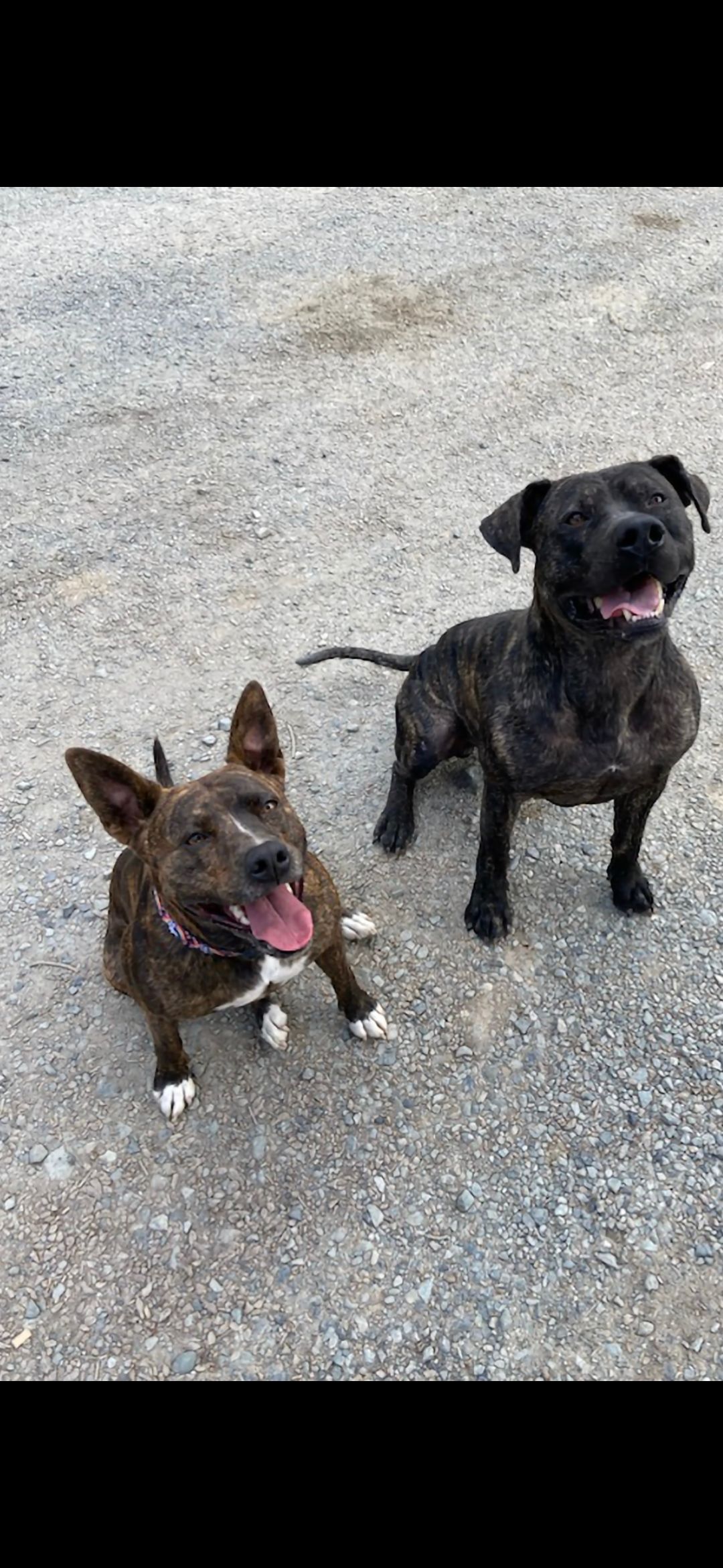  pitbull puppies (hybrid) - 7 - 1760374753270_Screenshot_20251011_185224_Gallery