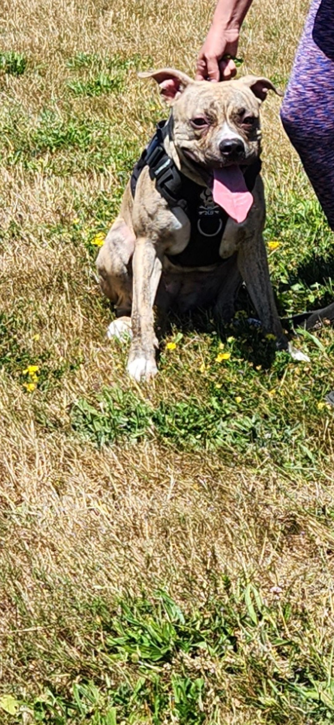  pitbull puppies (hybrid) - 8 - 1760374753270_Screenshot_20251011_185334_Gallery