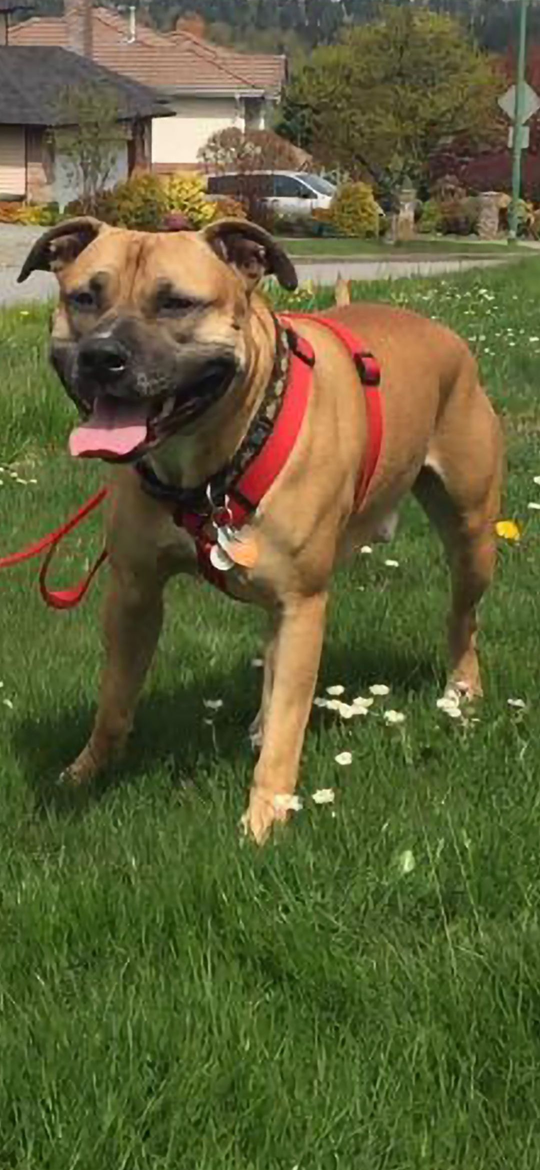  pitbull puppies (hybrid) - 11 - 1760374753294_Screenshot_20251011_181918_Gallery