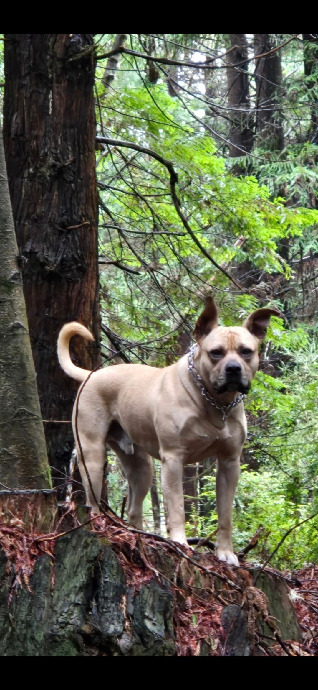  pitbull puppies (hybrid) - 10 - 1760374753317_Screenshot_20251012_072847_Messages