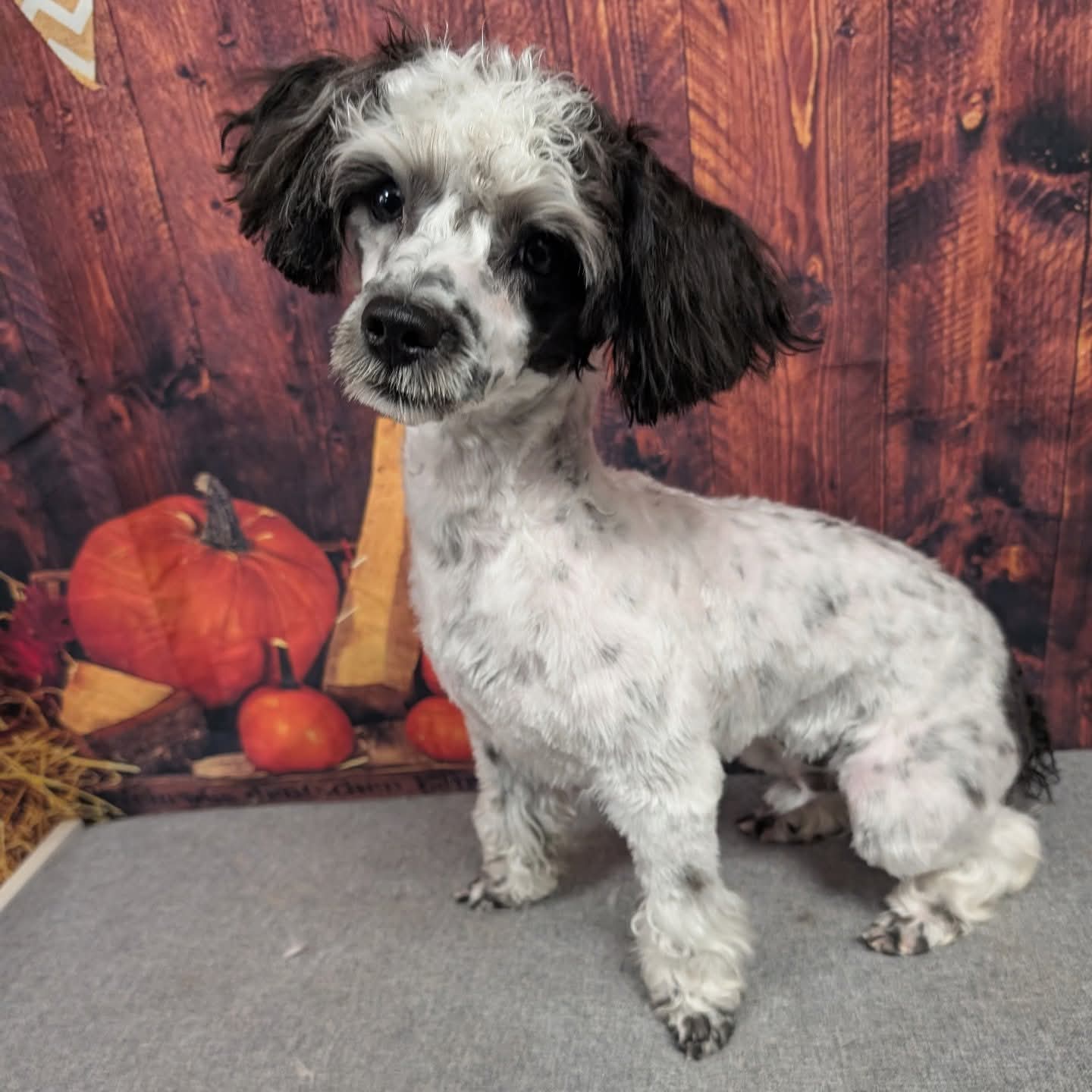 Photo of Miniature Poodle male