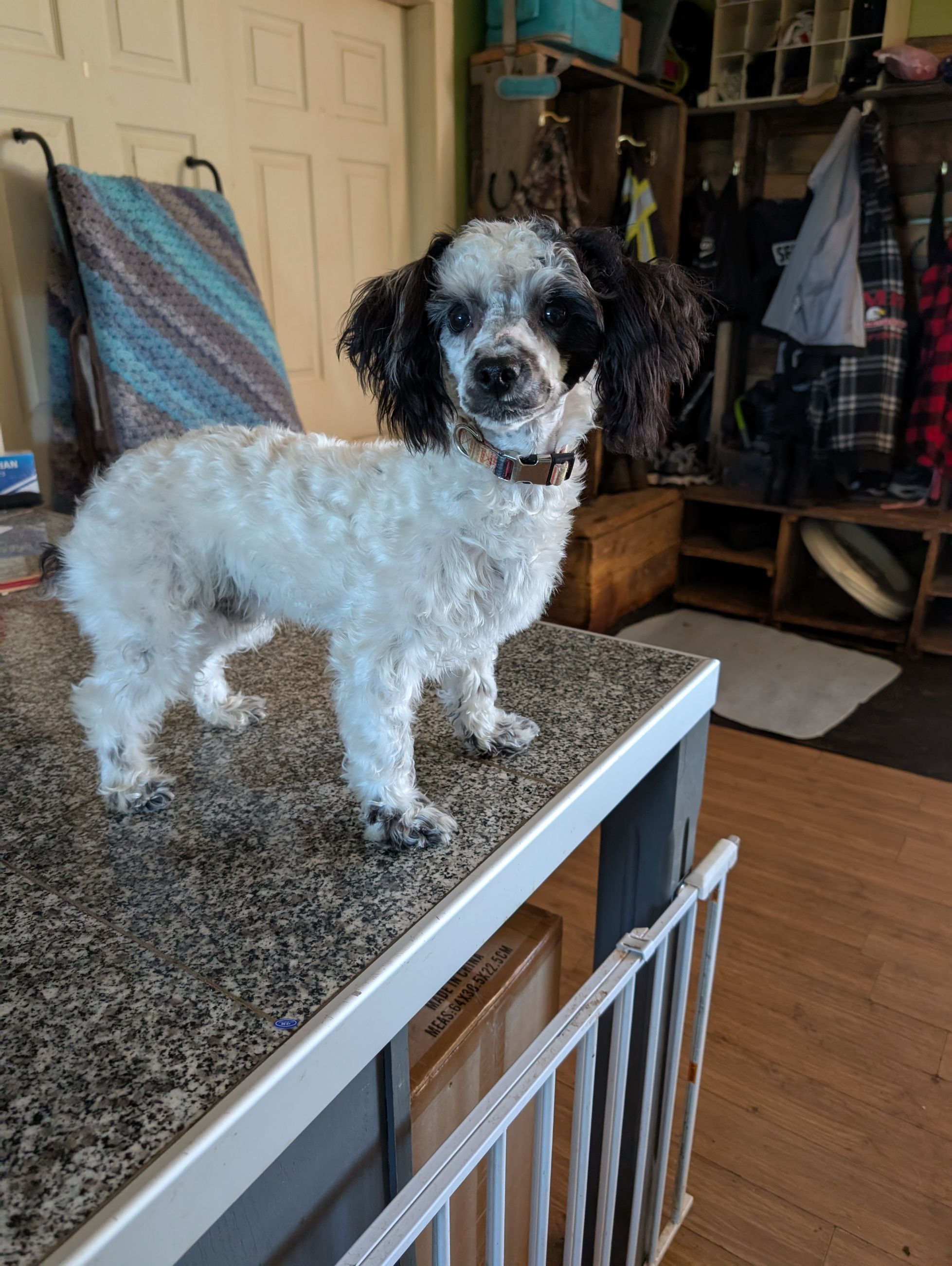 Photo of Miniature Poodle male