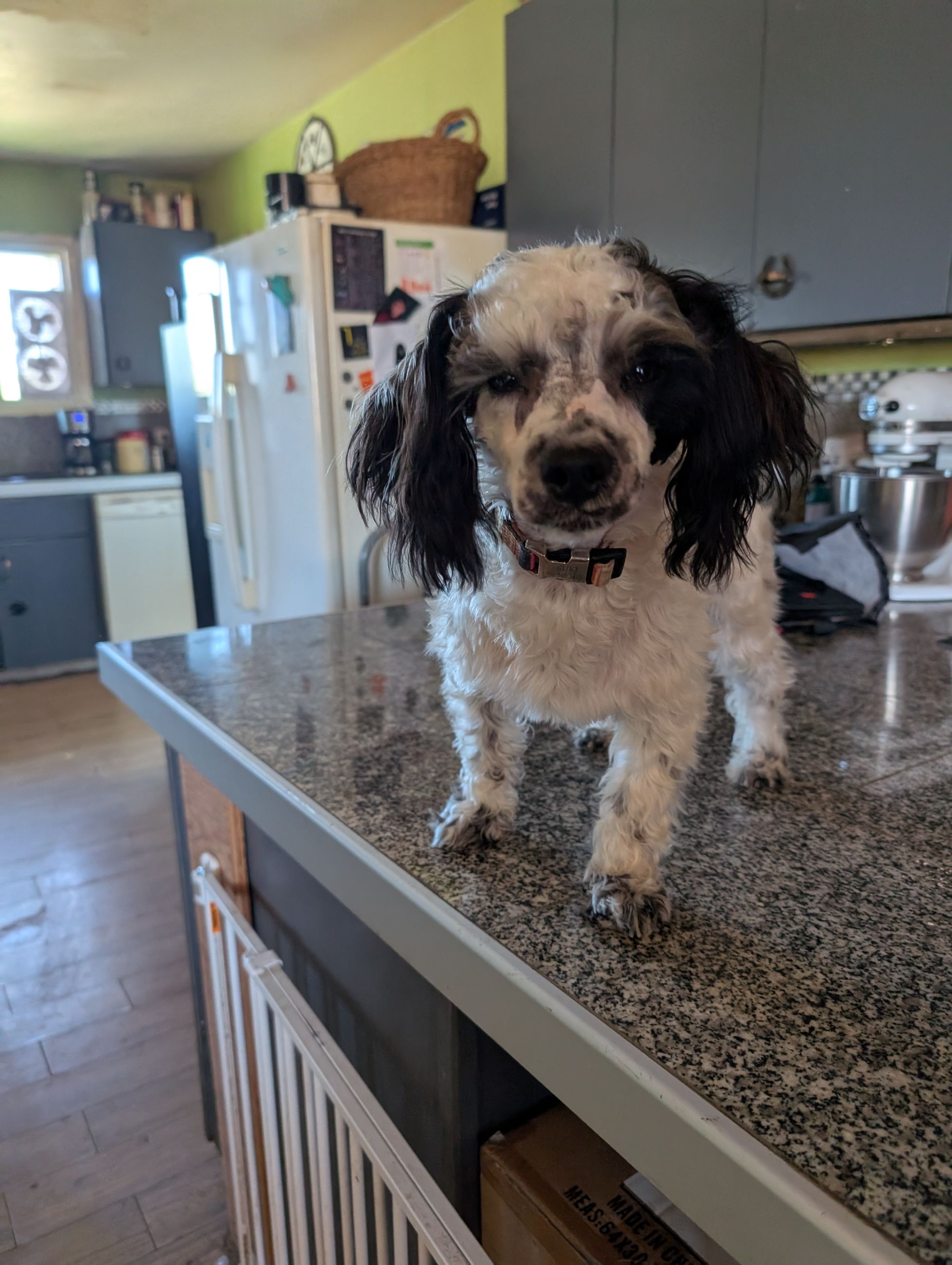 Photo of Miniature Poodle male