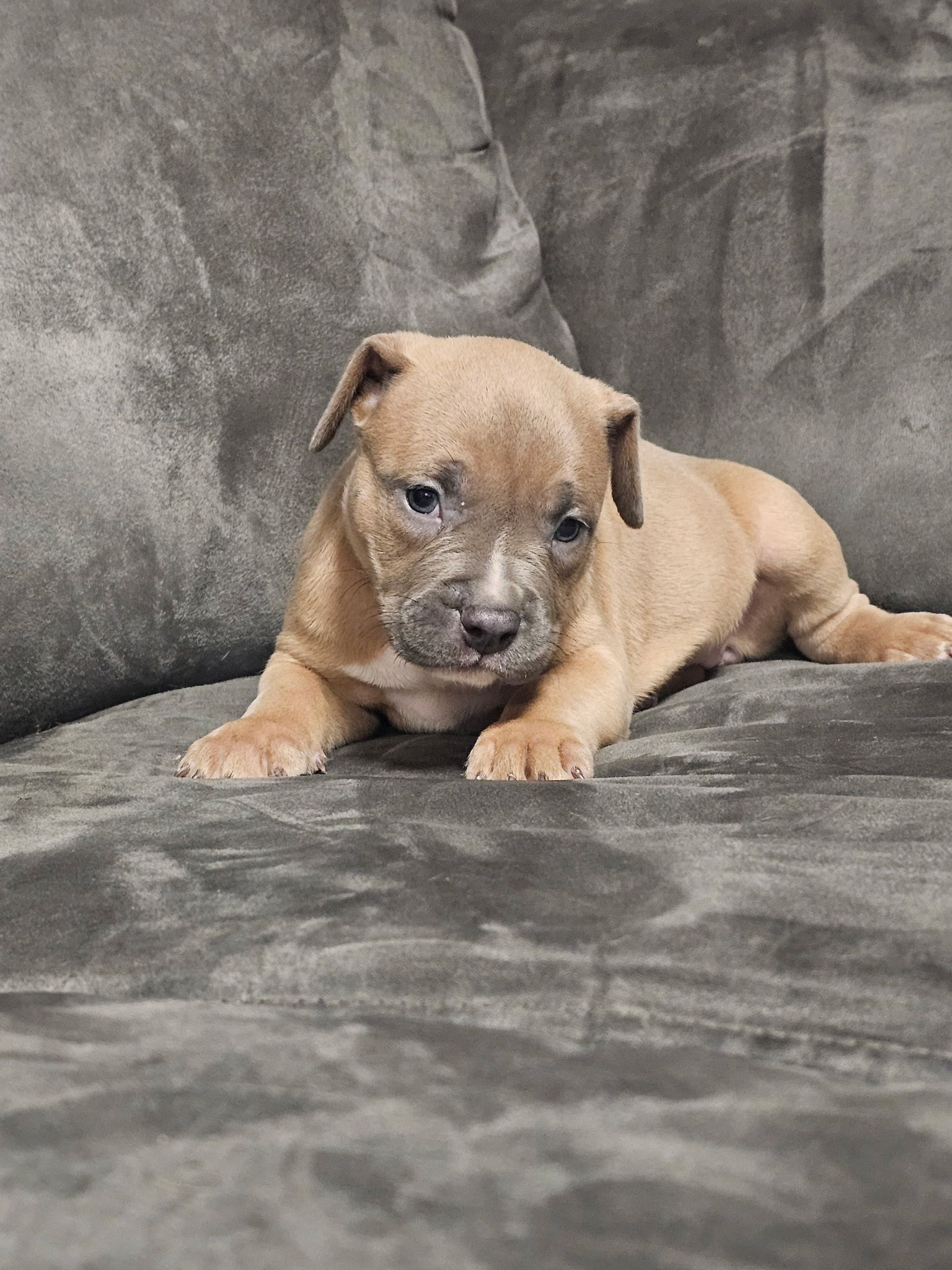 Standard american bullies  - 2 - 1760411663926_IMG_20251002_202353