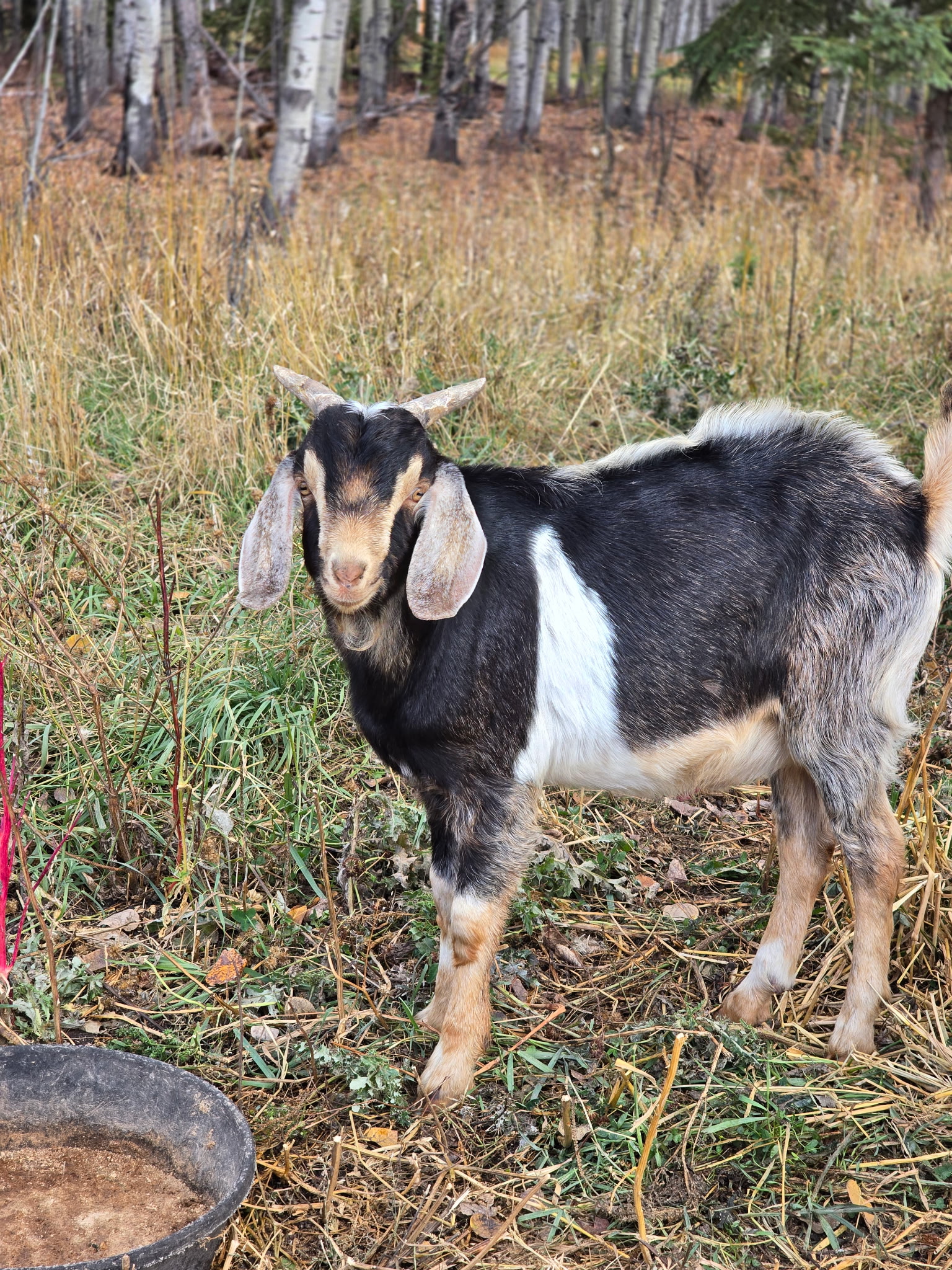 Photo of 2 male goats for sale