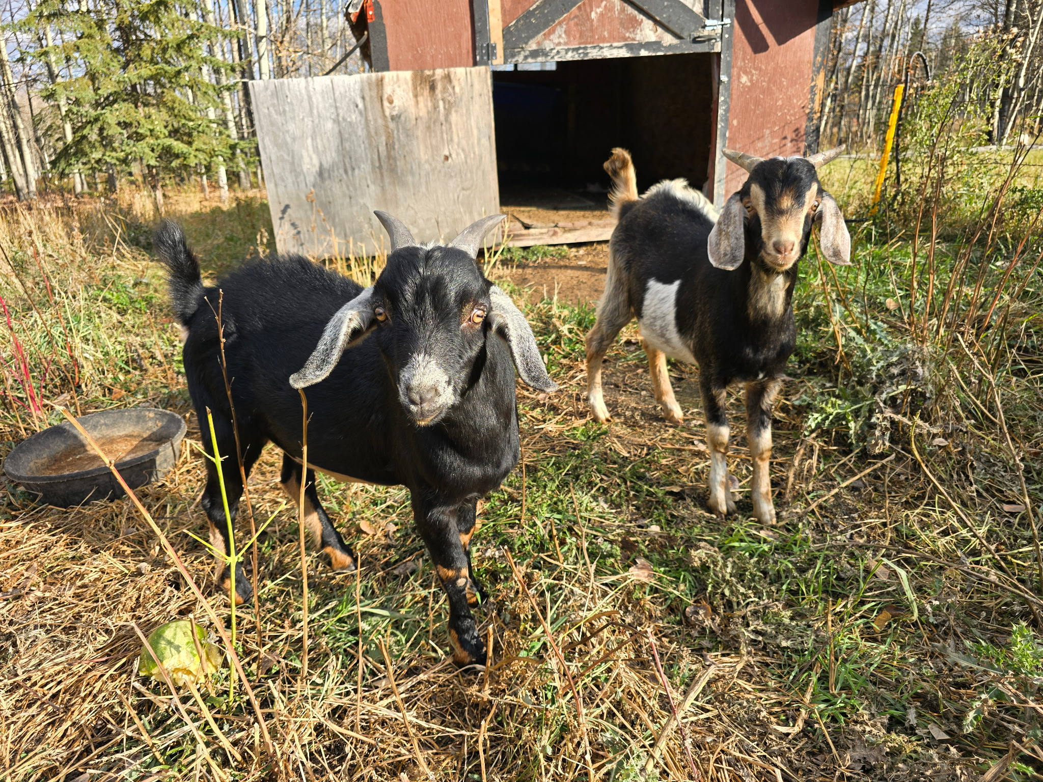 2 male goats for sale - 2 - 1760585762253_4563711033980141737