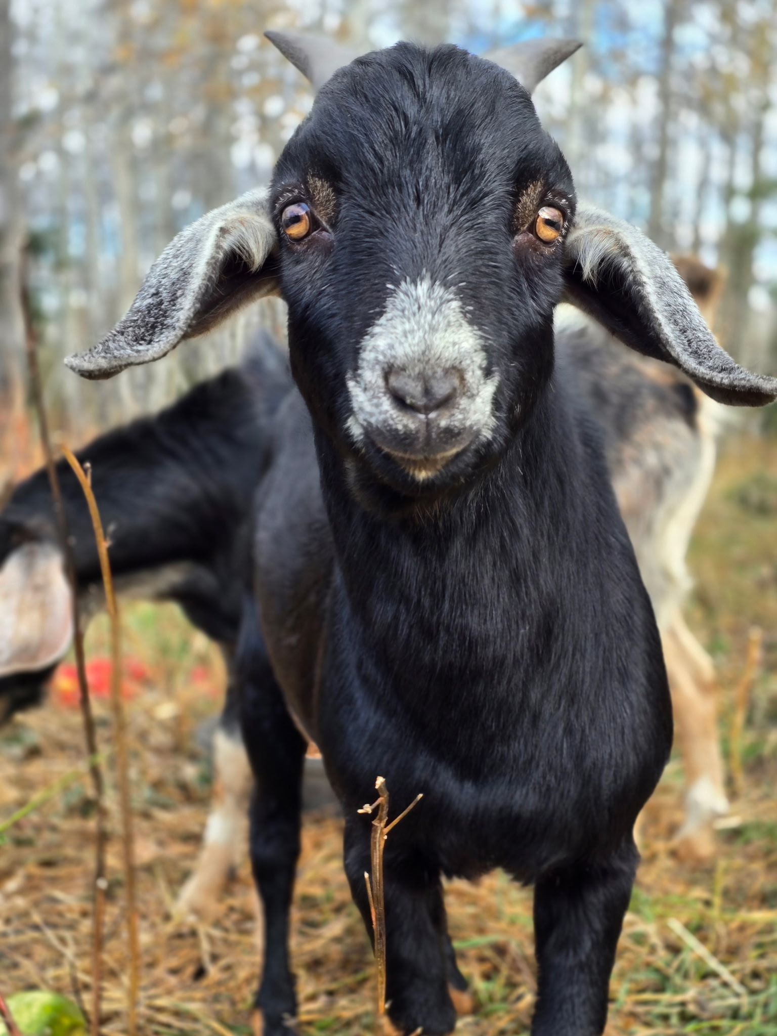 2 male goats for sale - 3 - 1760585806439_1350343389229958118